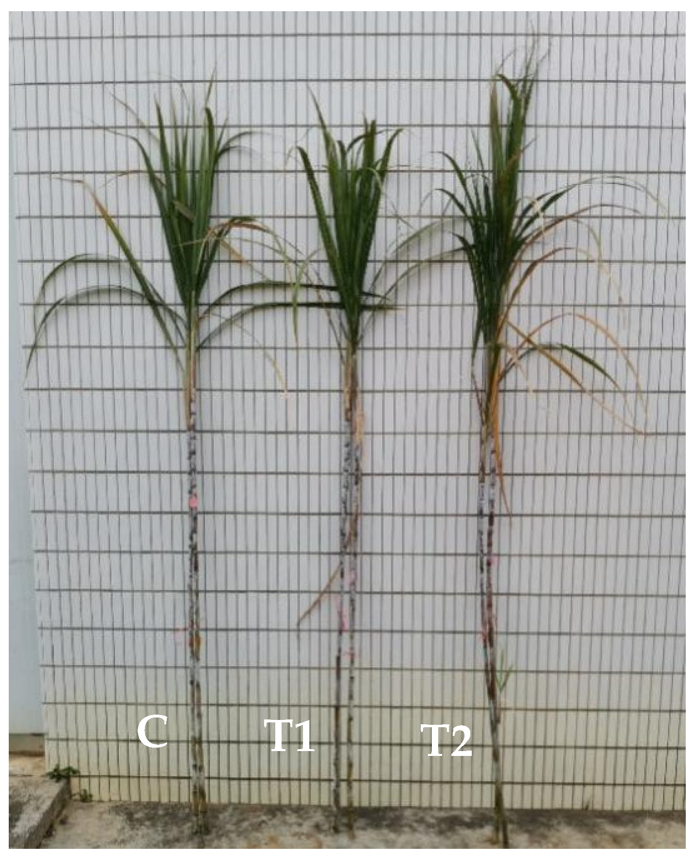 Agronomy 15 01594 g012