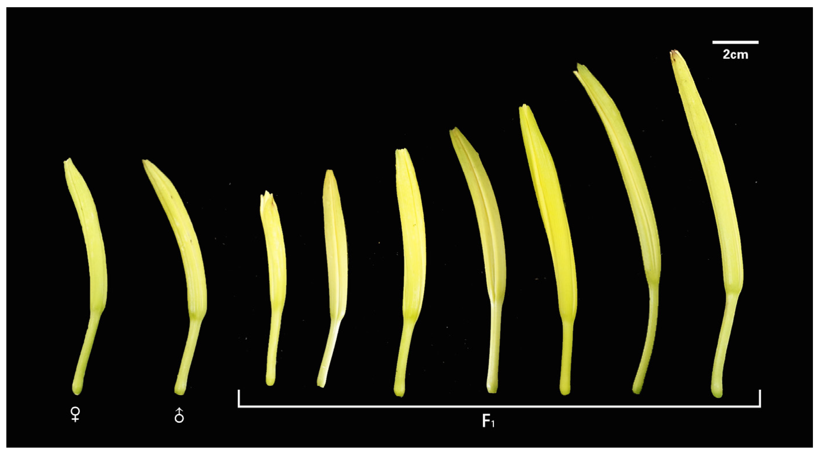 Agronomy 15 01599 g001