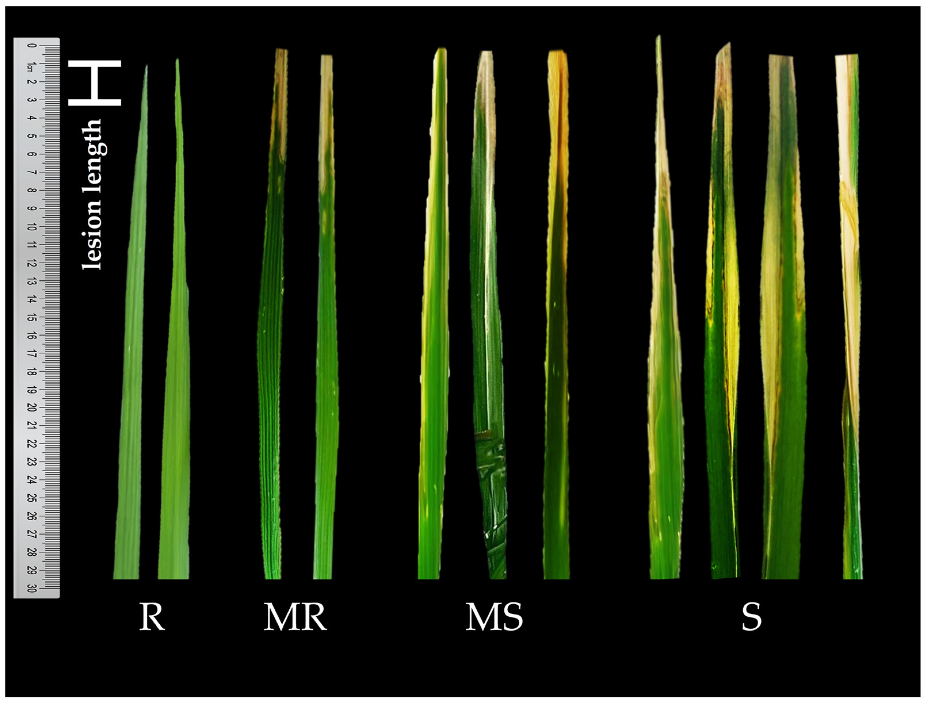Agronomy 15 01600 g004 Agronomy 15 01600 g004