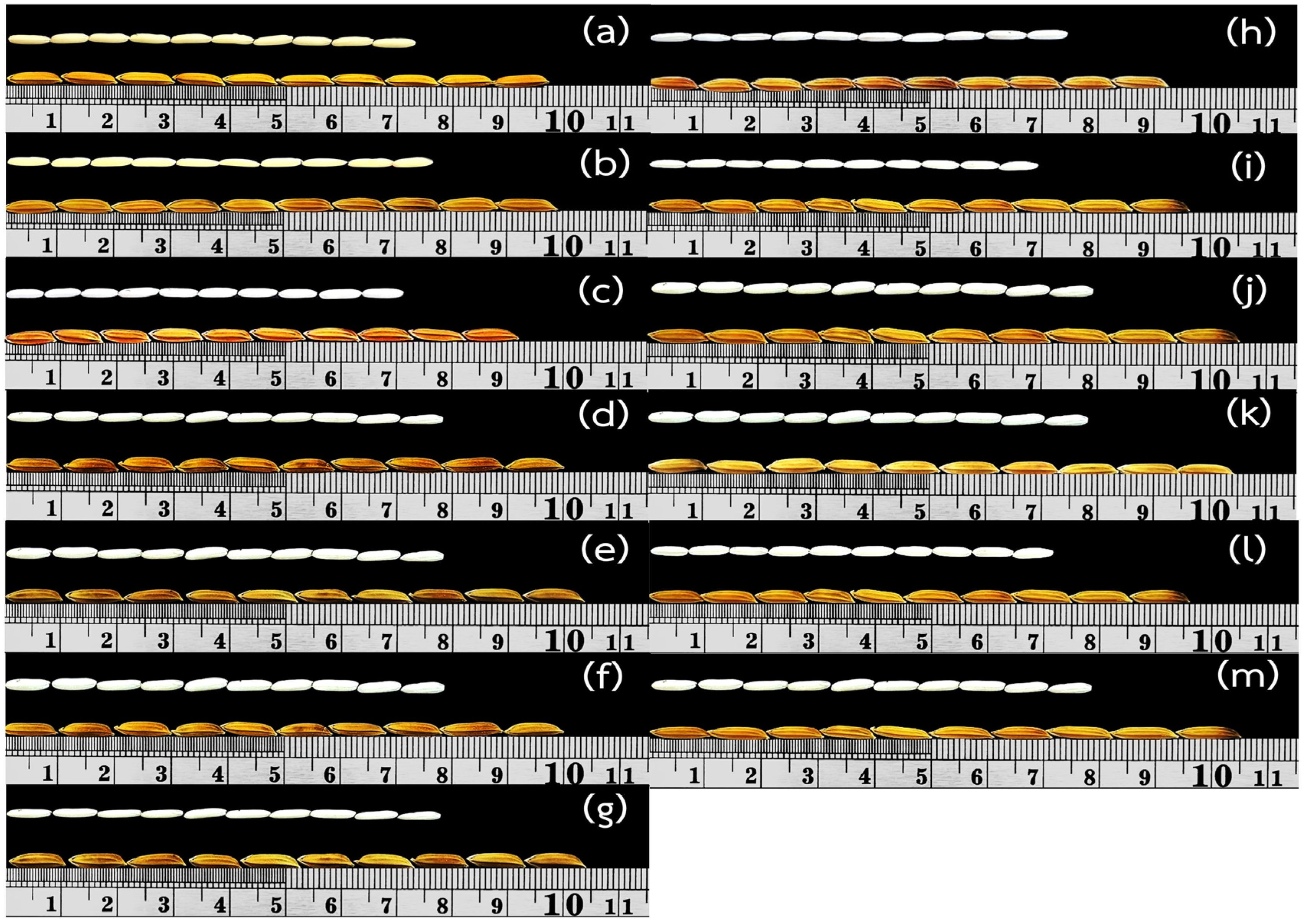Agronomy 15 01600 g005 Agronomy 15 01600 g005