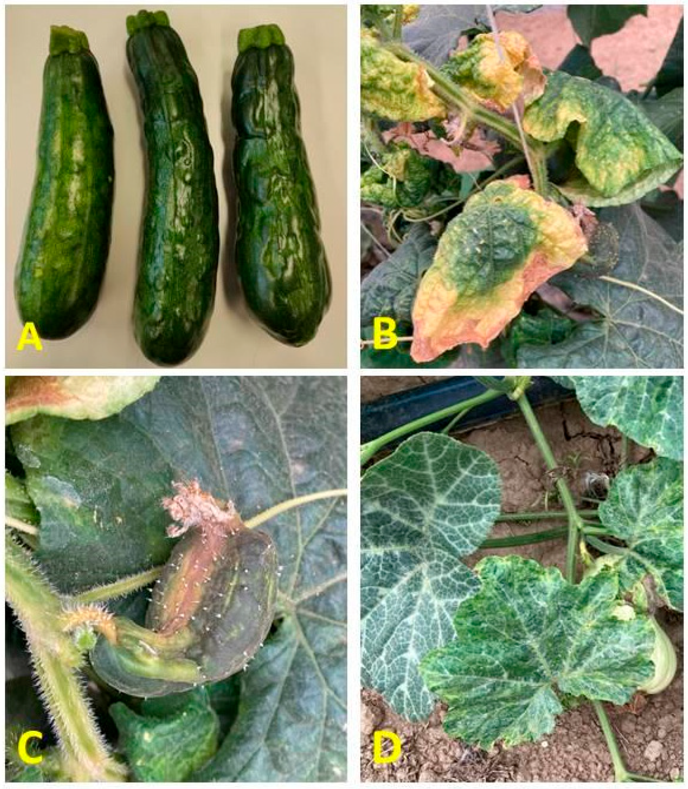 Agronomy 15 01613 g001