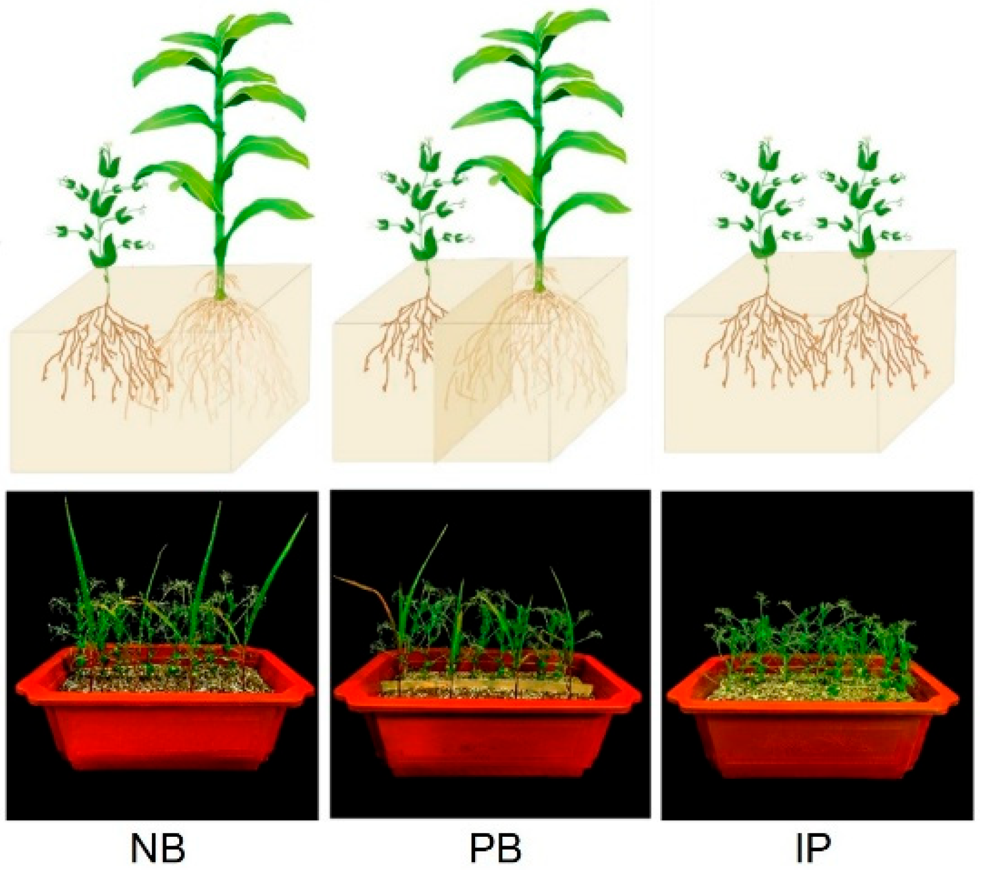 Agronomy 15 01615 g001