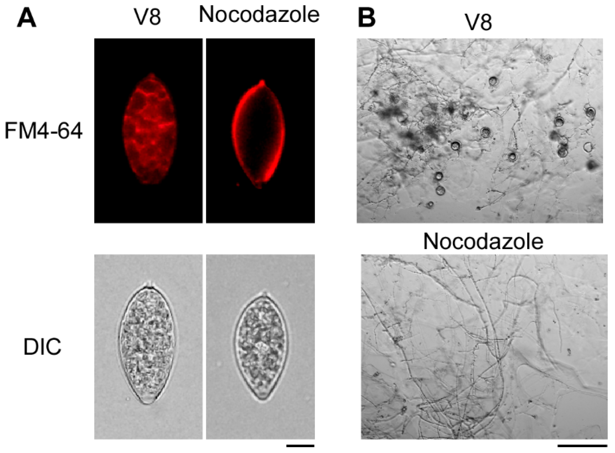 Agronomy 15 01619 g002