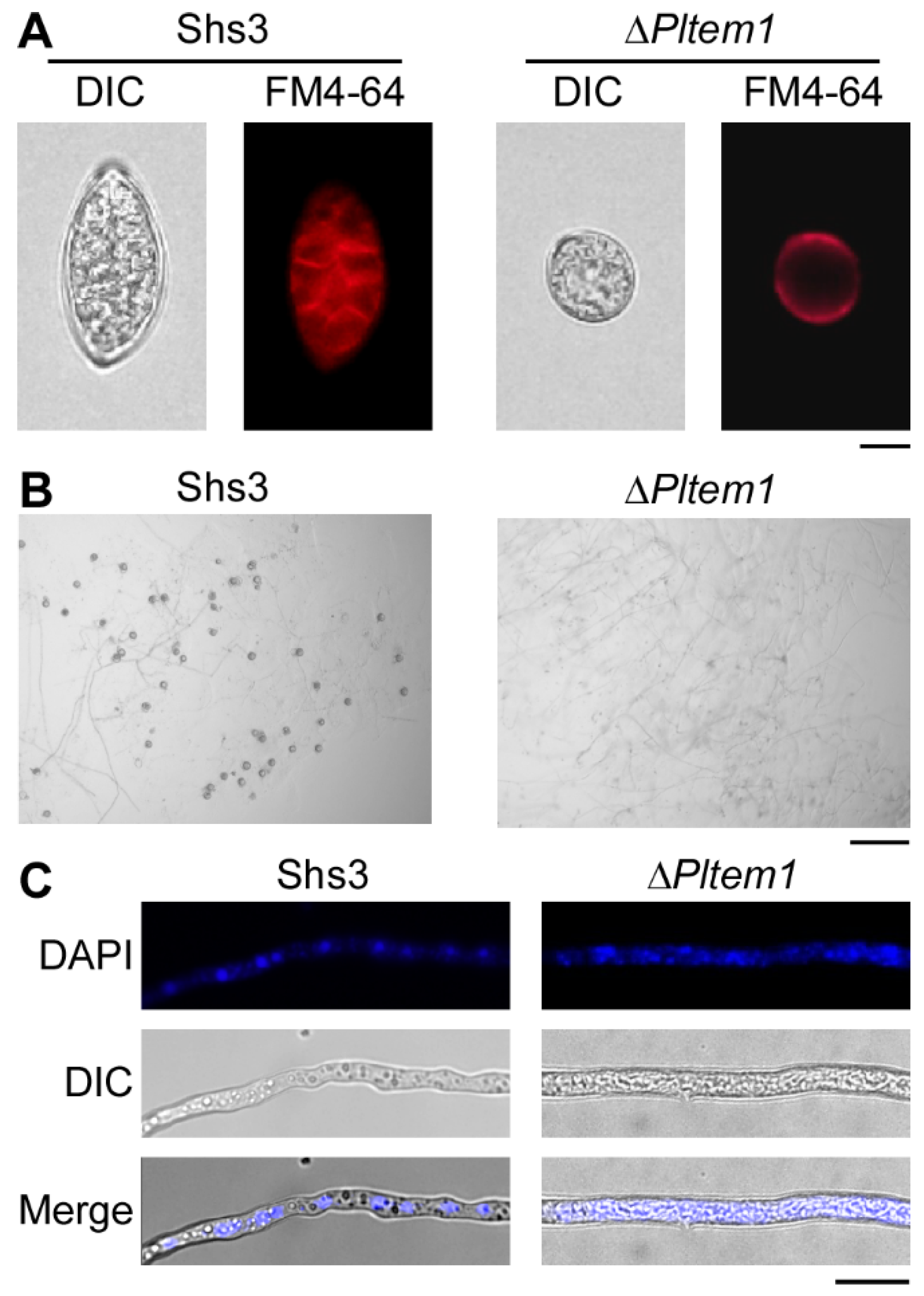 Agronomy 15 01619 g006
