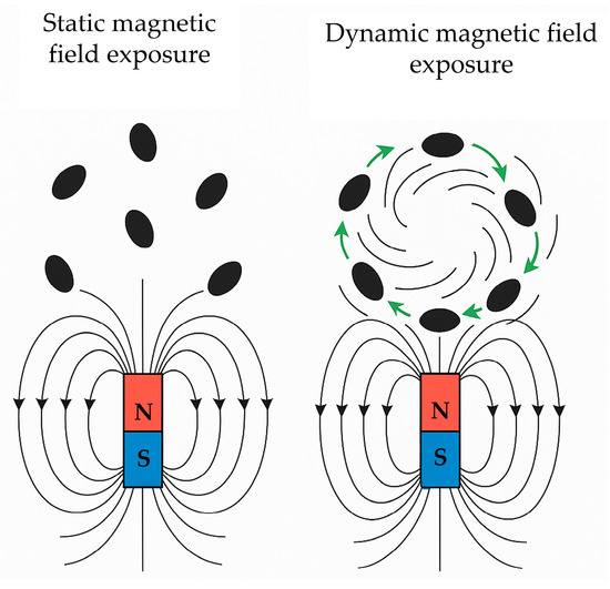 Influence of Dynamic Magnetic Field Exposure Duration on the