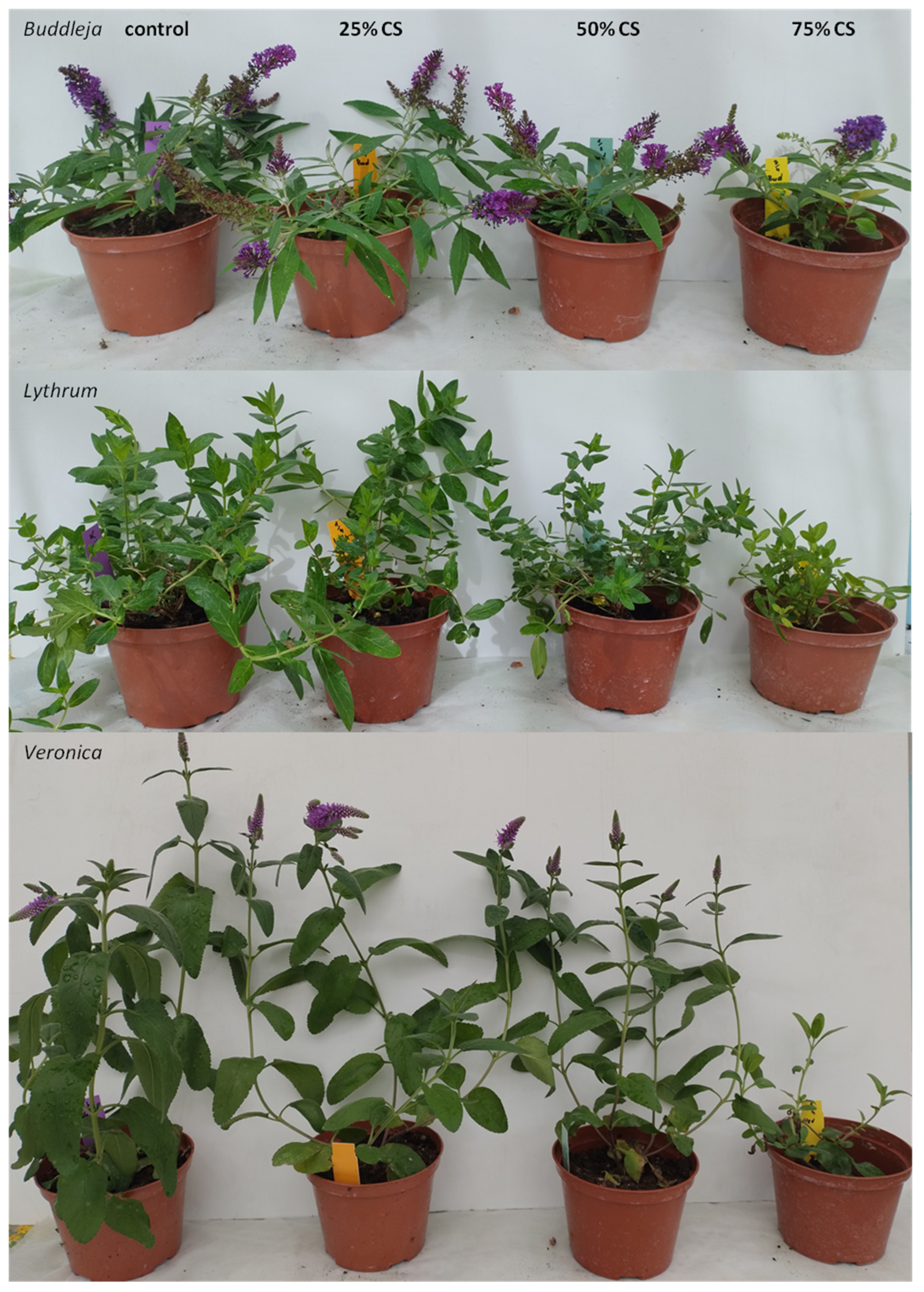 Agronomy 15 01633 g005