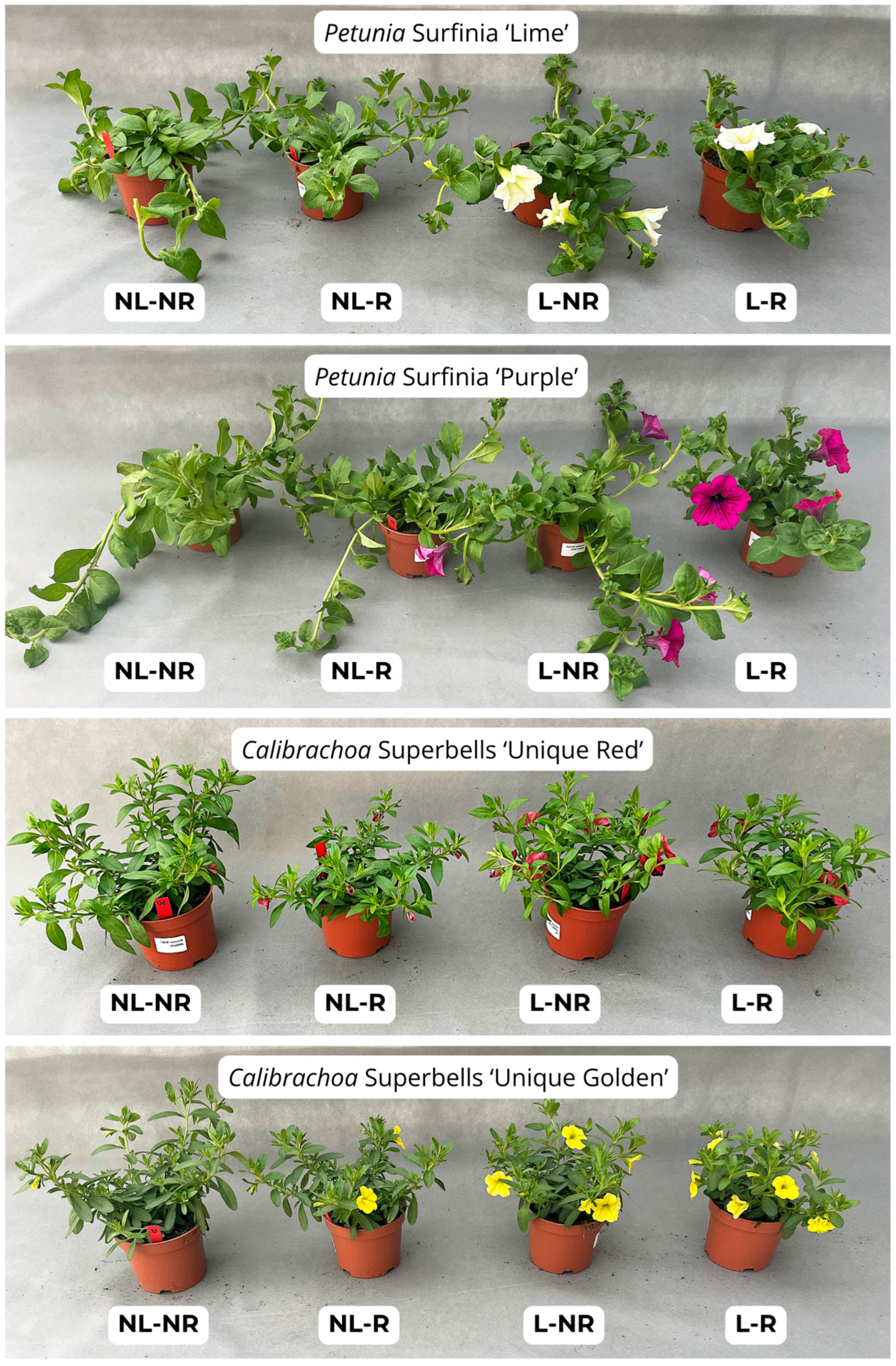Agronomy 15 01644 g005
