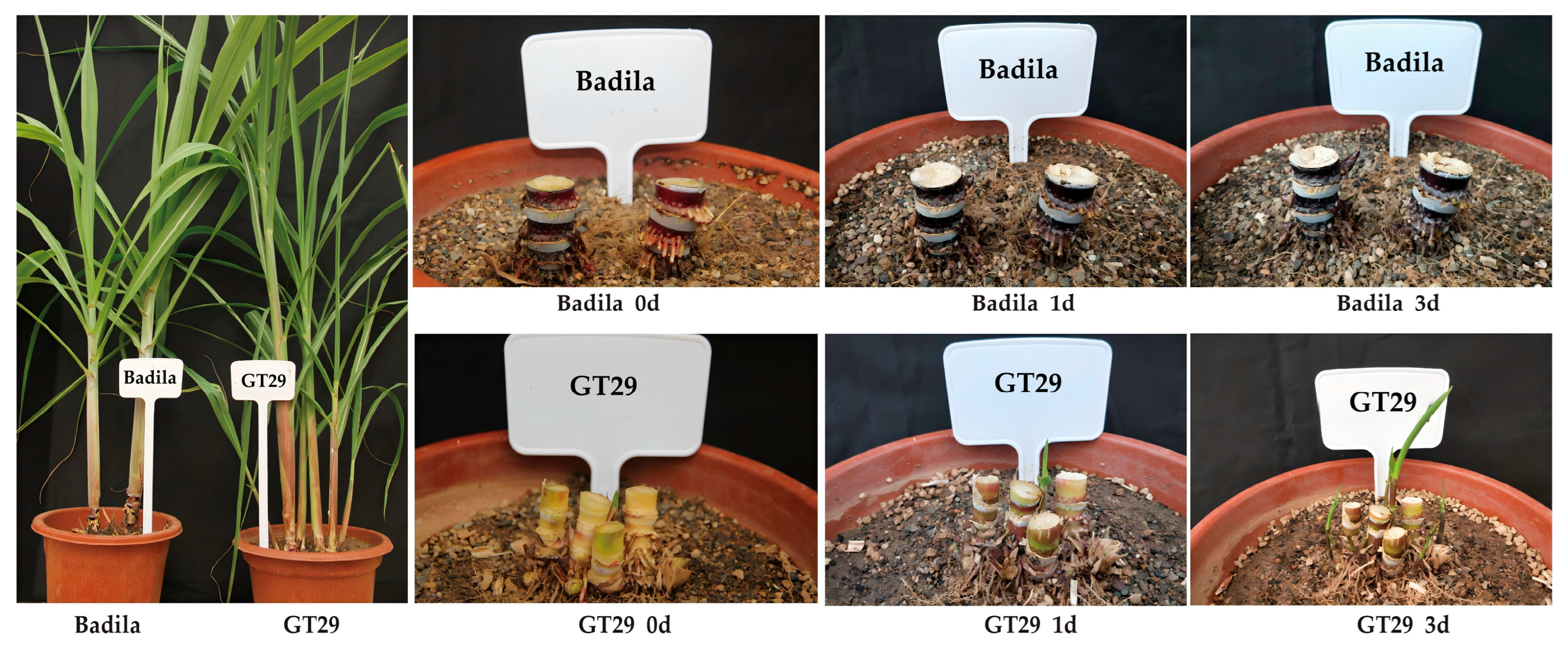 Agronomy 15 01669 g001