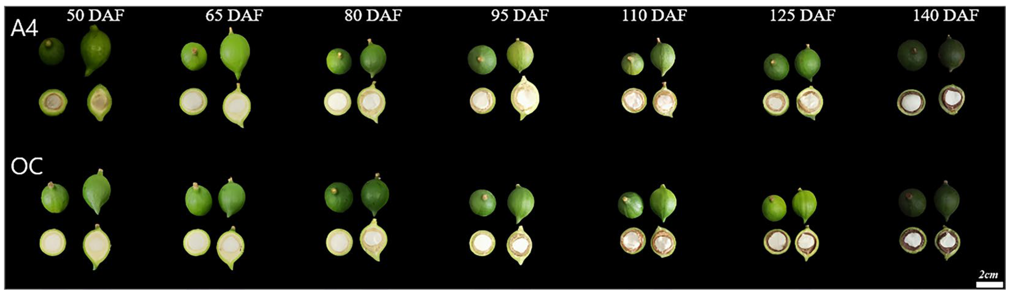 Agronomy 15 01682 g001