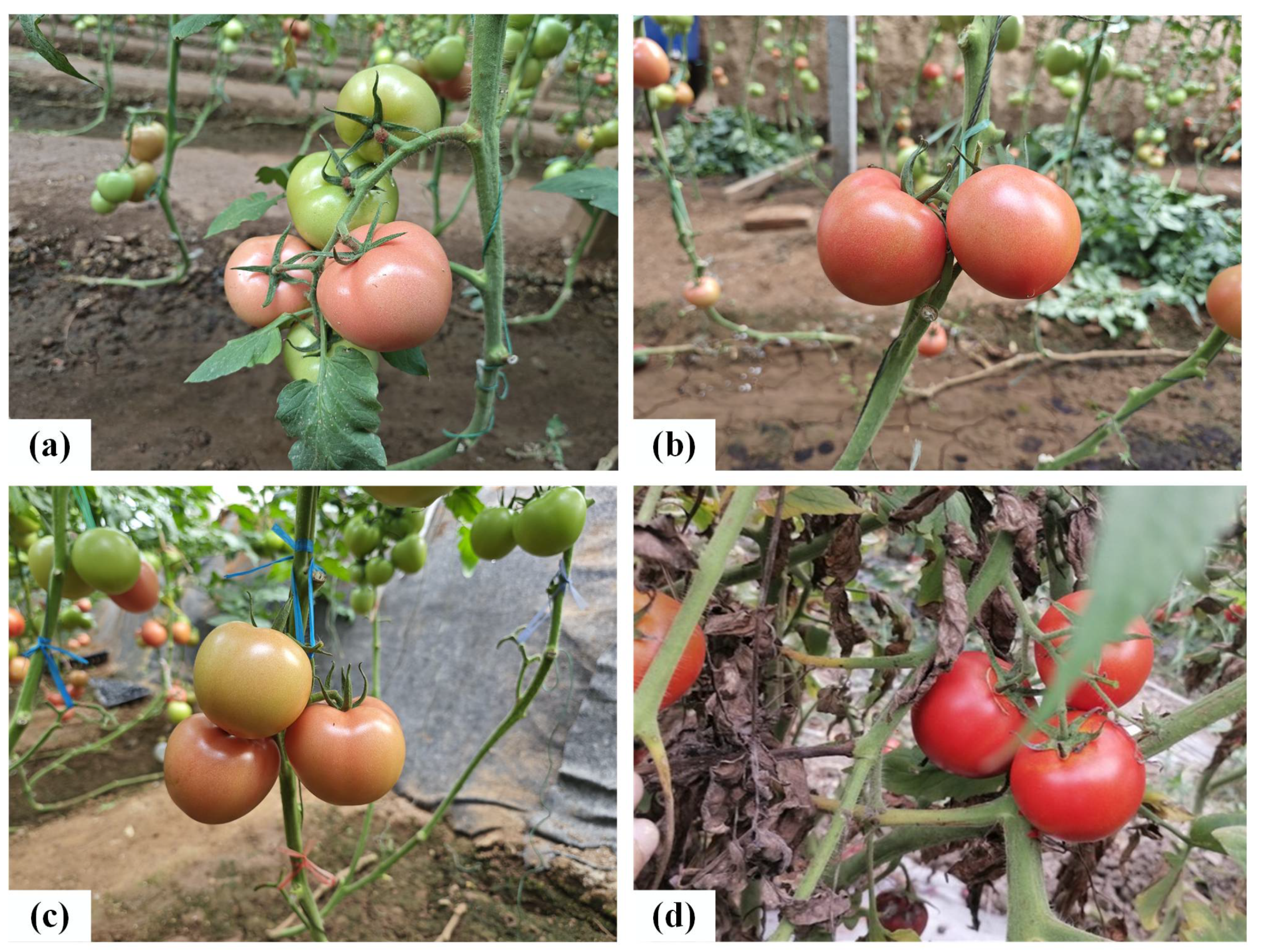 Agronomy 15 01687 g002