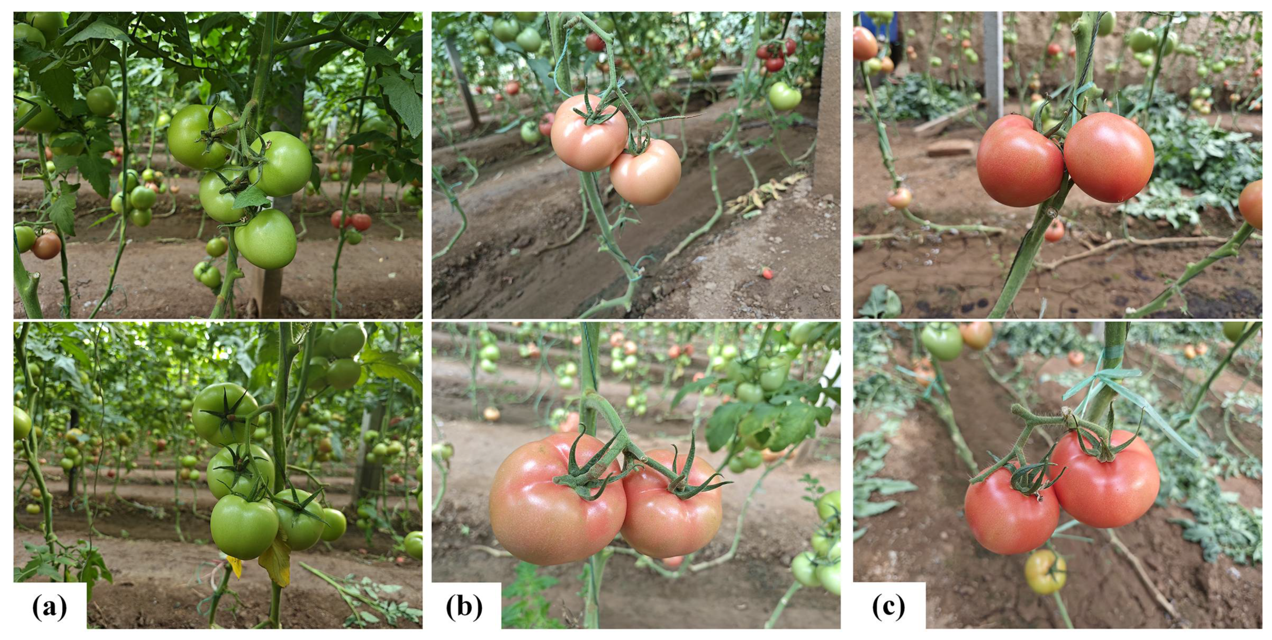 Agronomy 15 01687 g004