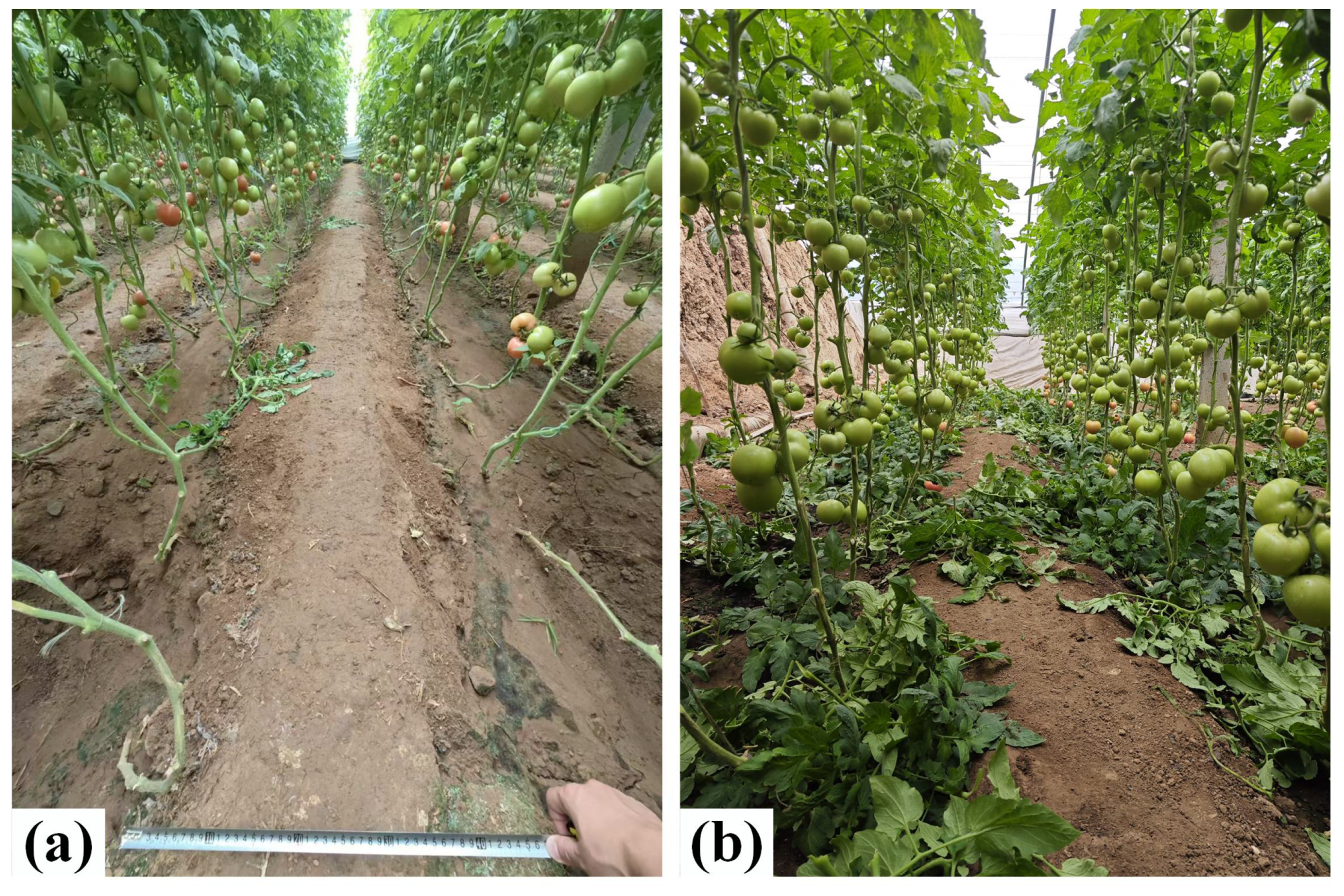 Agronomy 15 01687 g016