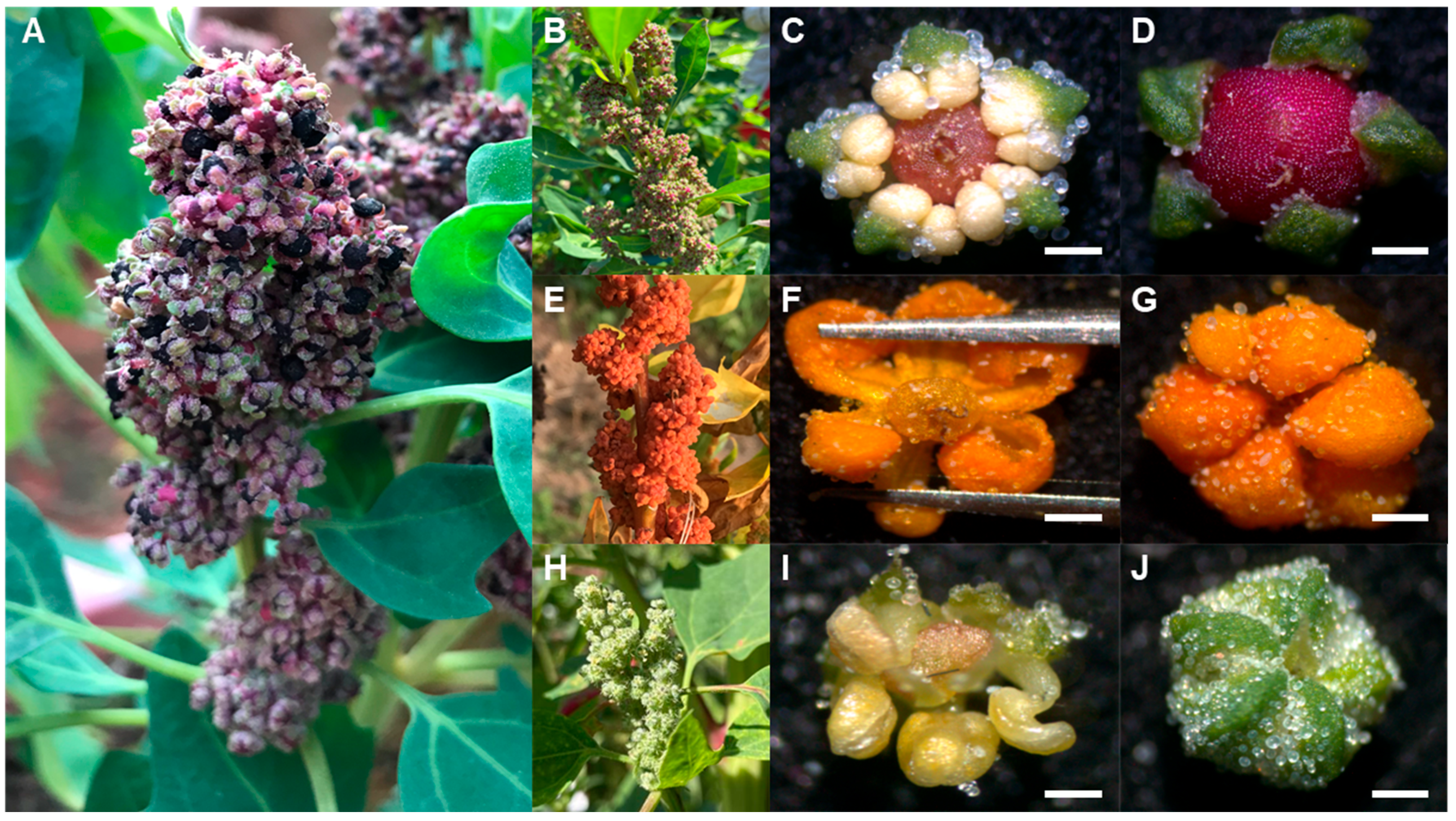 Agronomy 15 01694 g001