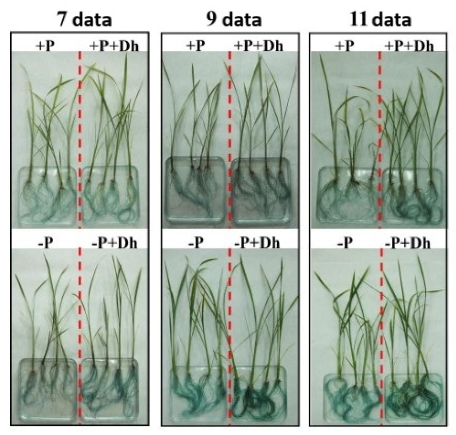 Agronomy 15 01696 g005