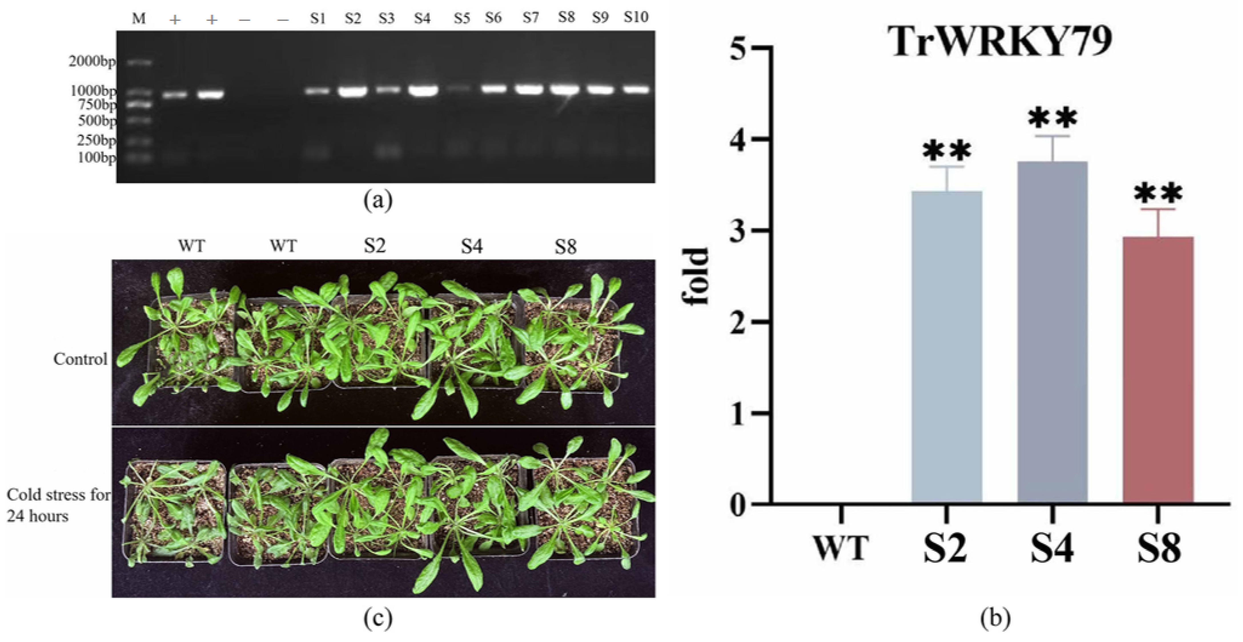 Agronomy 15 01700 g002