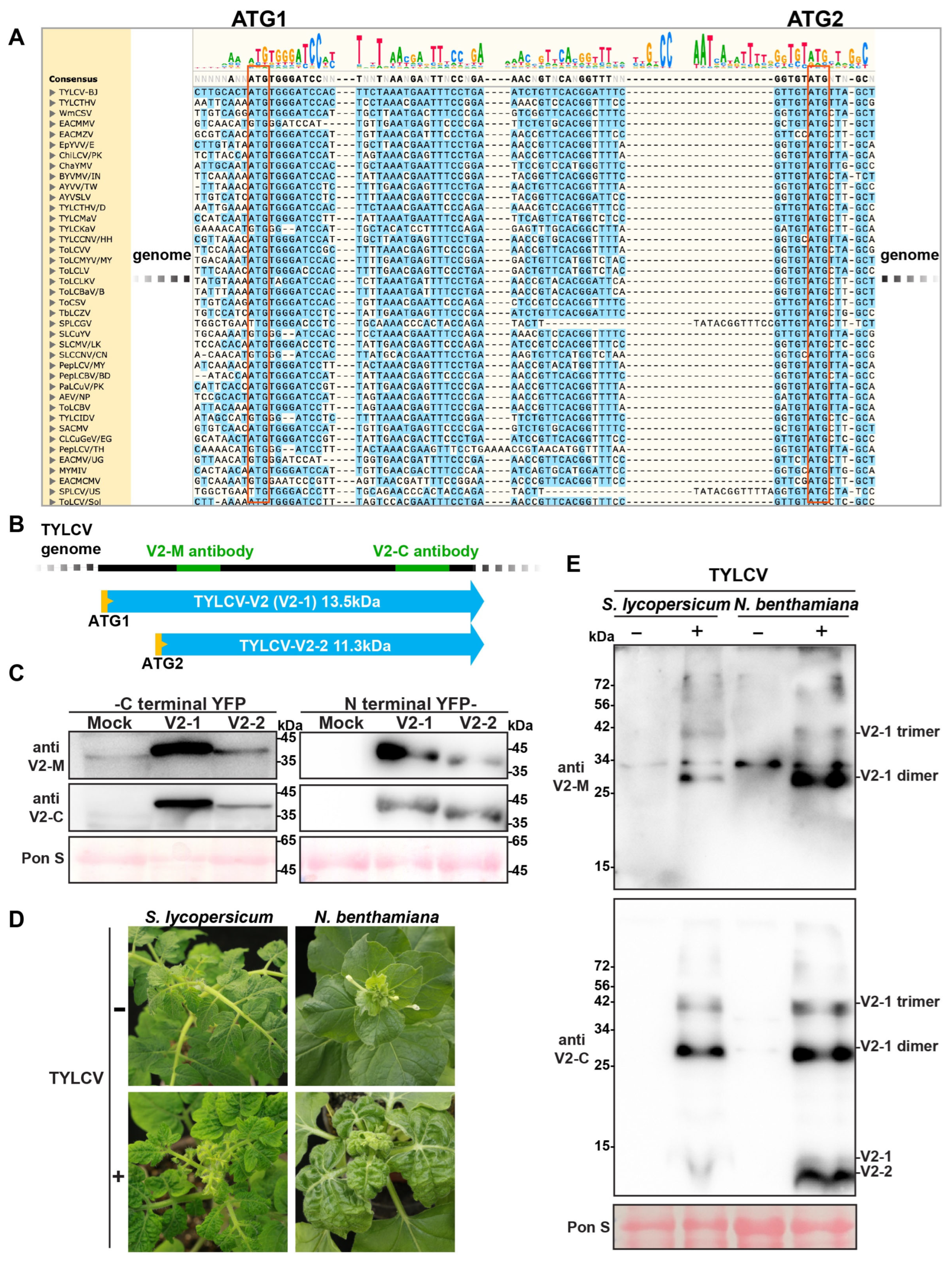 Agronomy 15 01726 g001