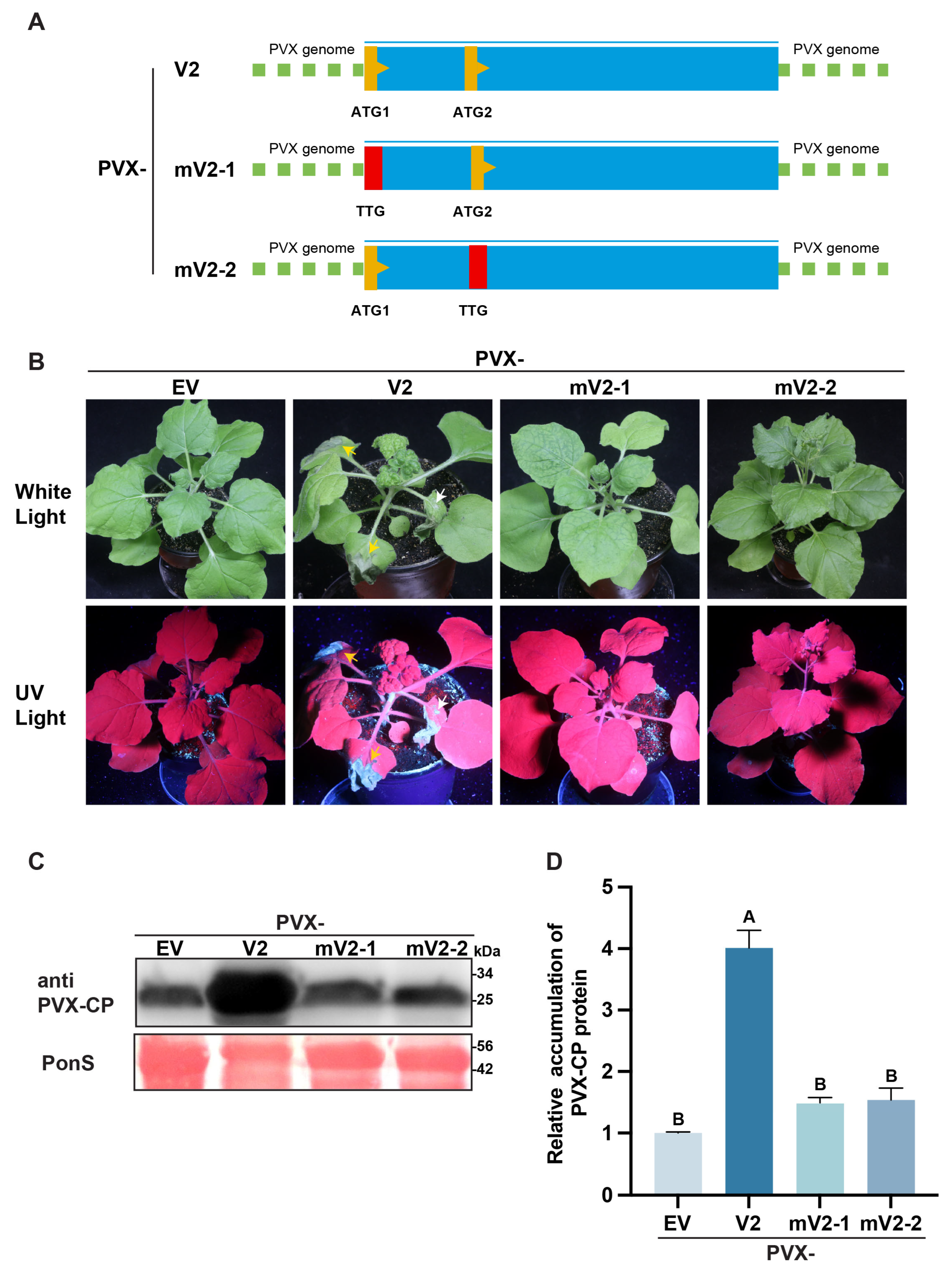 Agronomy 15 01726 g004