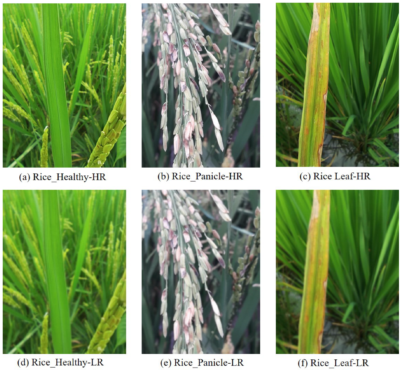 Agronomy 15 01729 g004