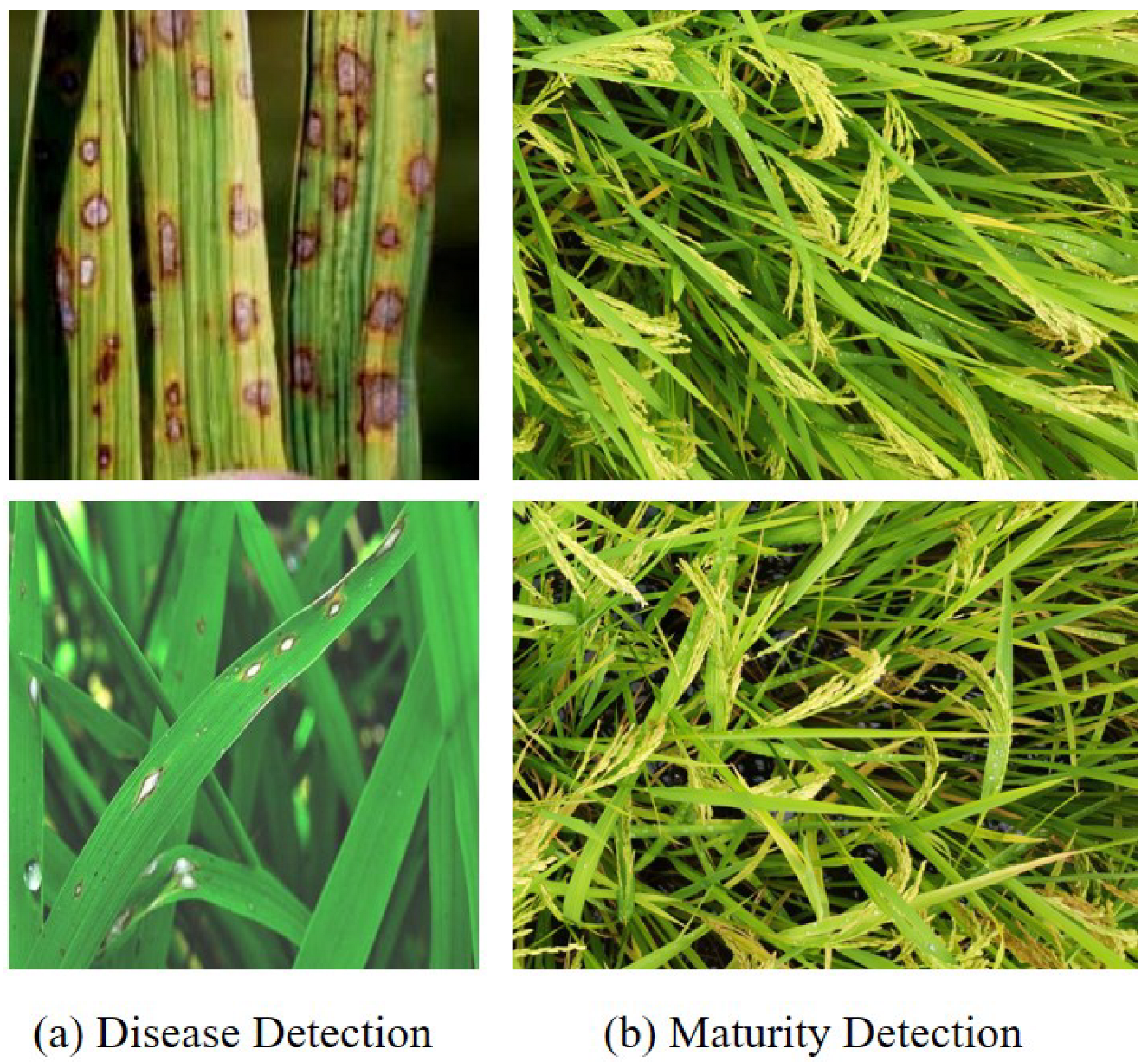 Agronomy 15 01729 g005