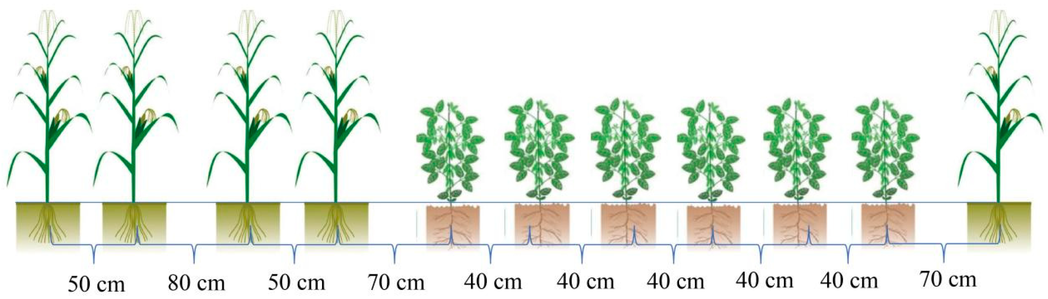 サイン Enhancing Soil Phosphorus Availability in Intercropping