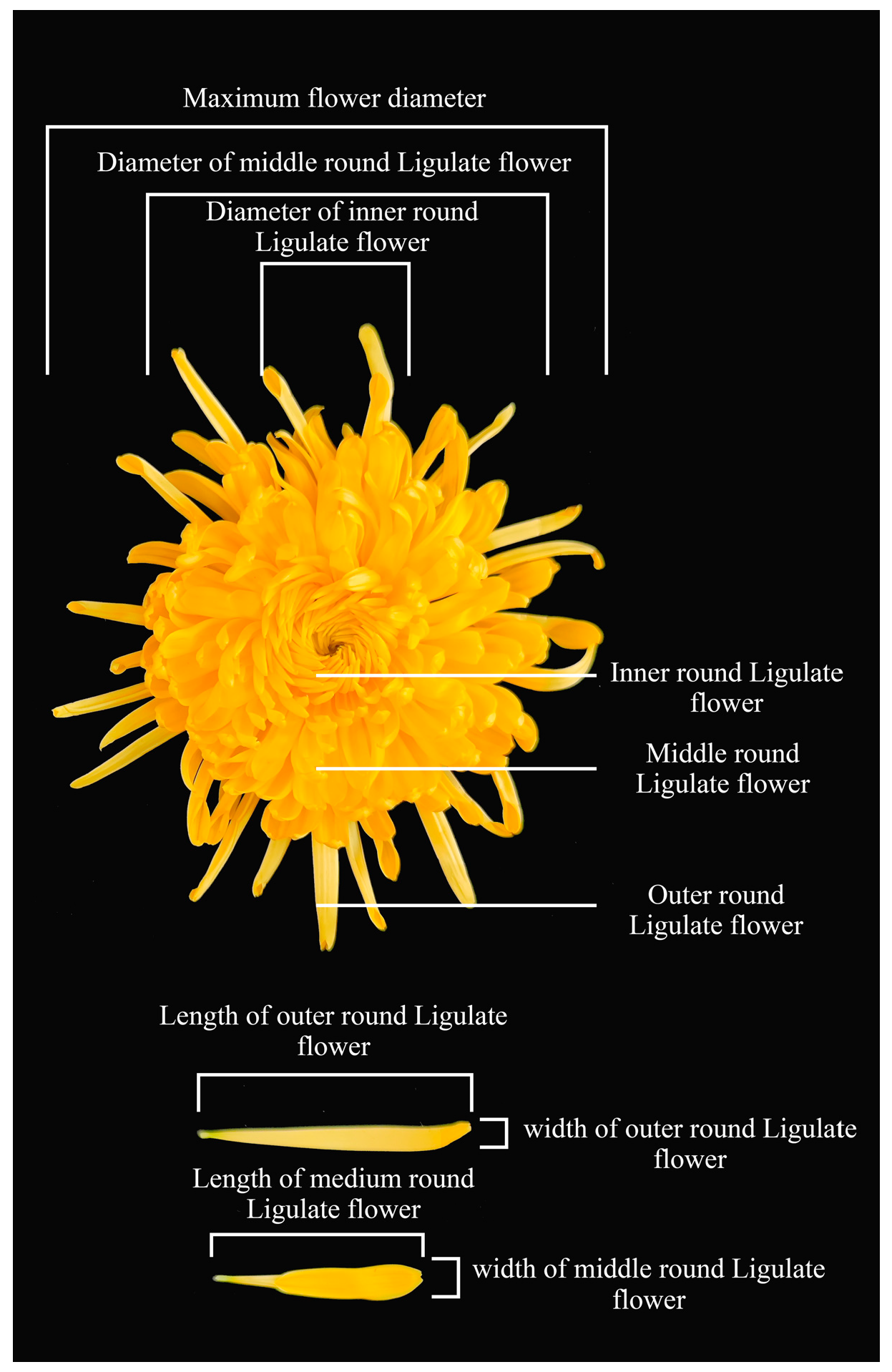 Agronomy 15 01753 g001