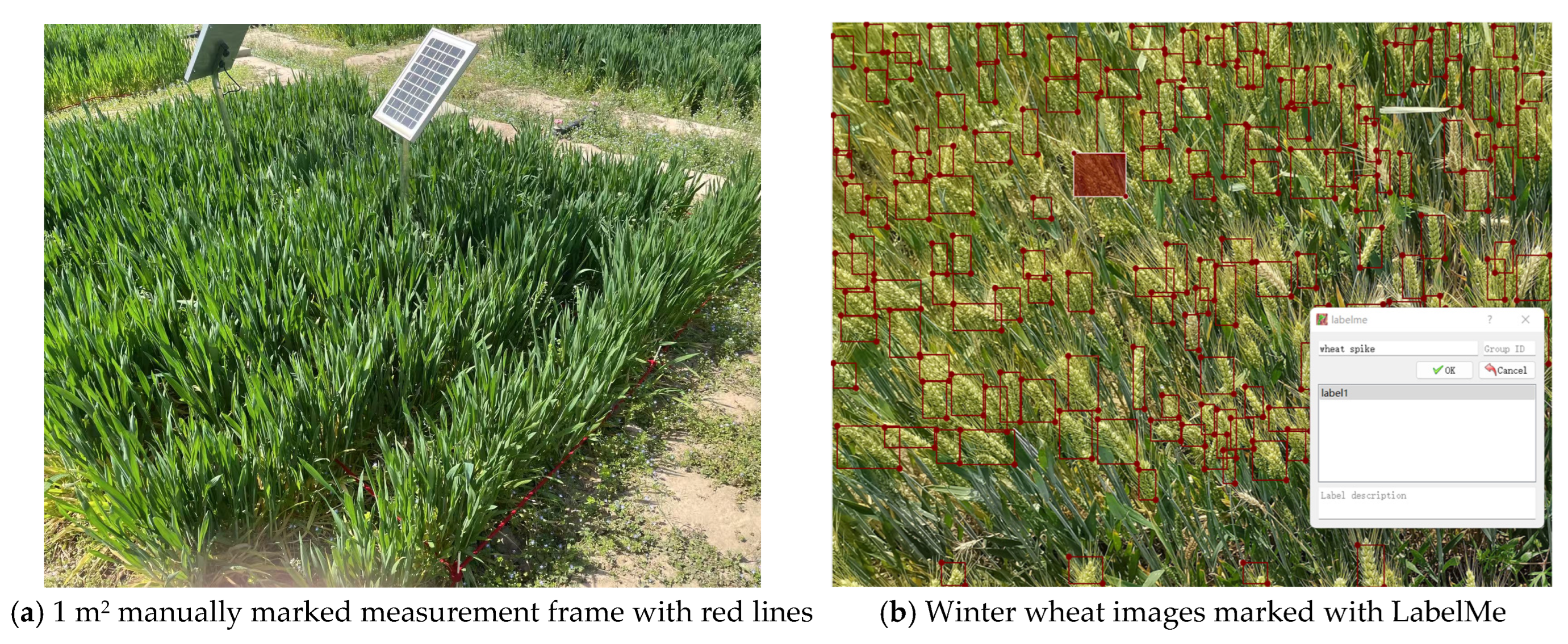 Agronomy 15 01755 g002