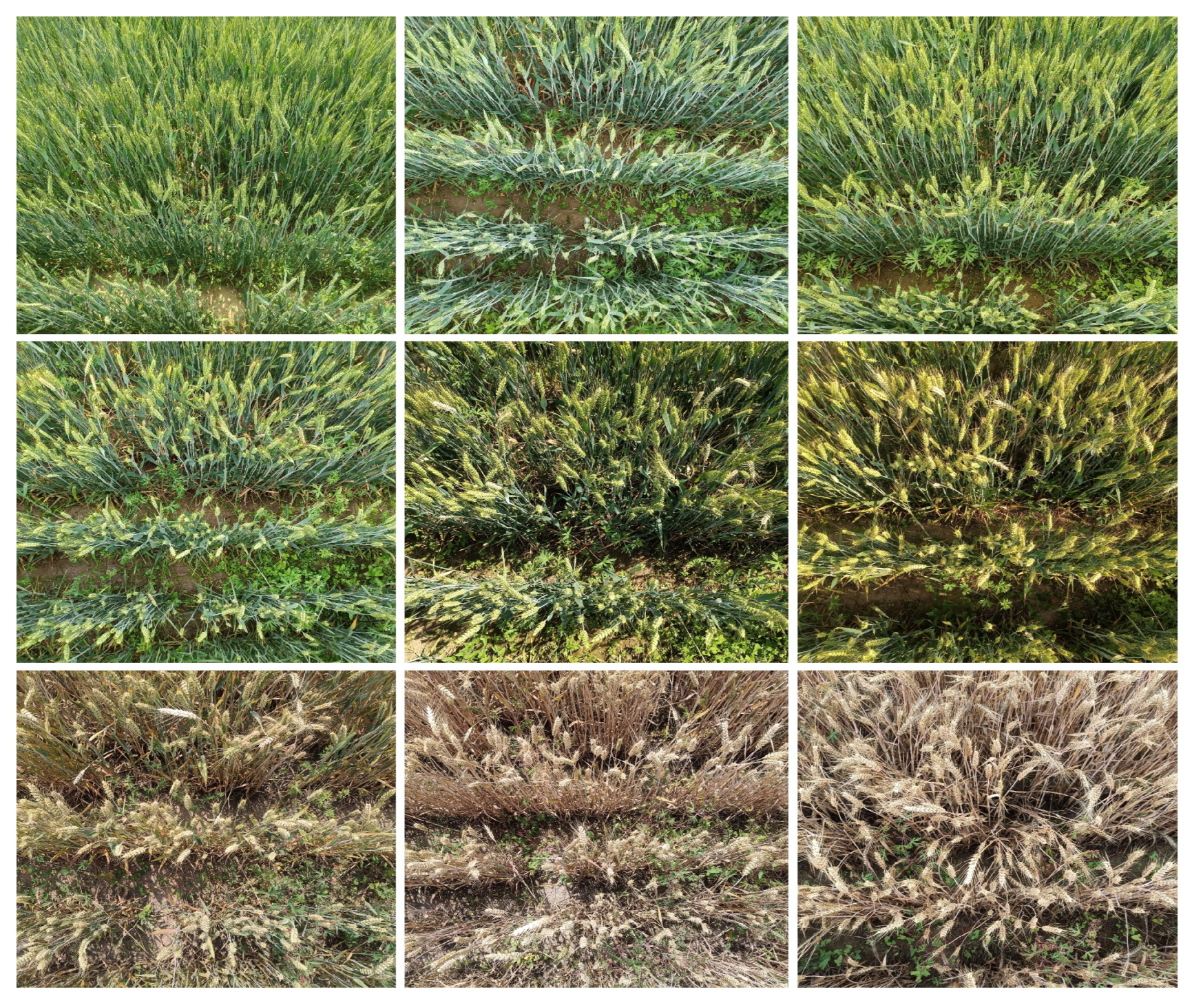 Agronomy 15 01755 g007