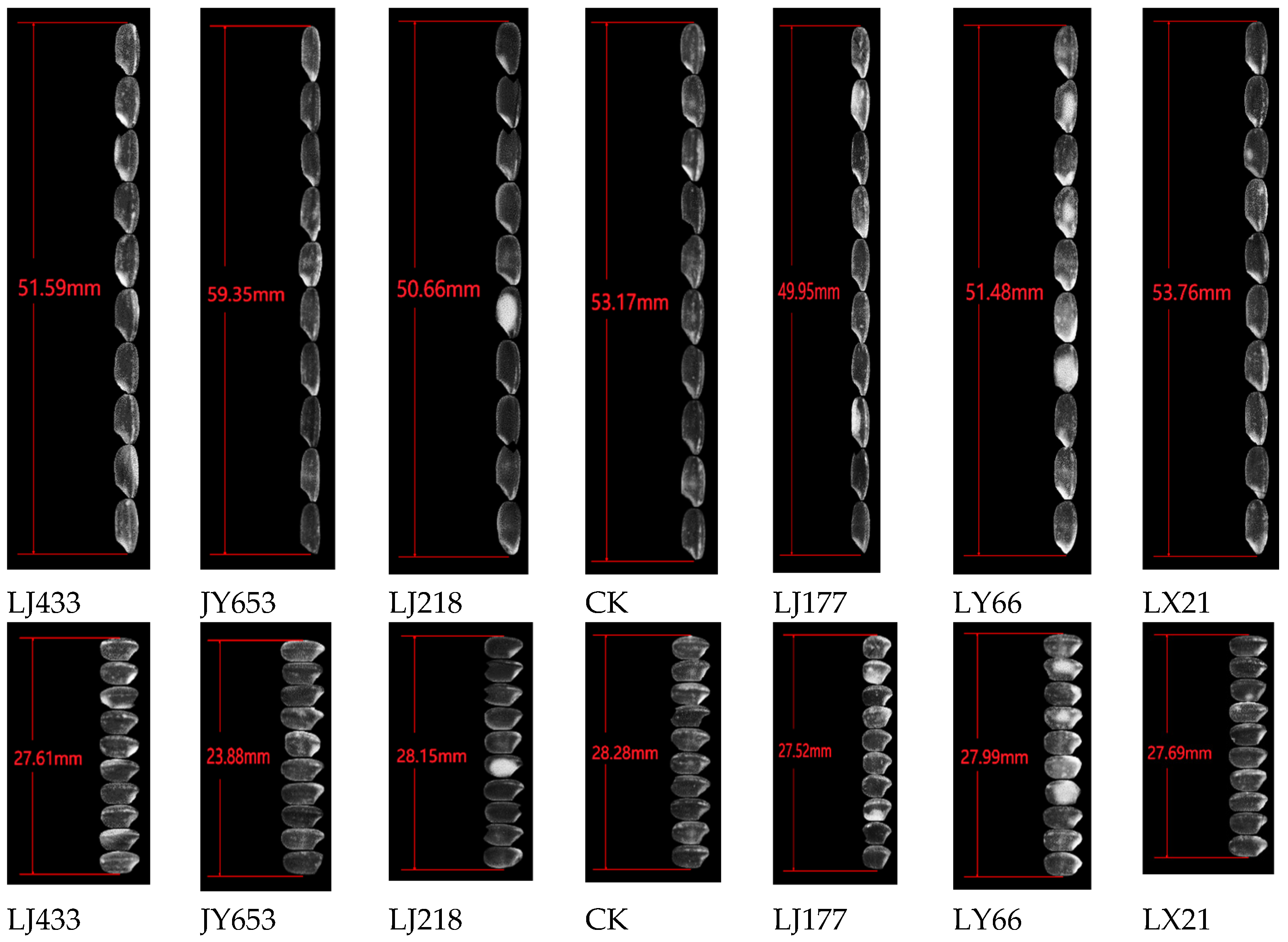 Agronomy 15 01757 g001