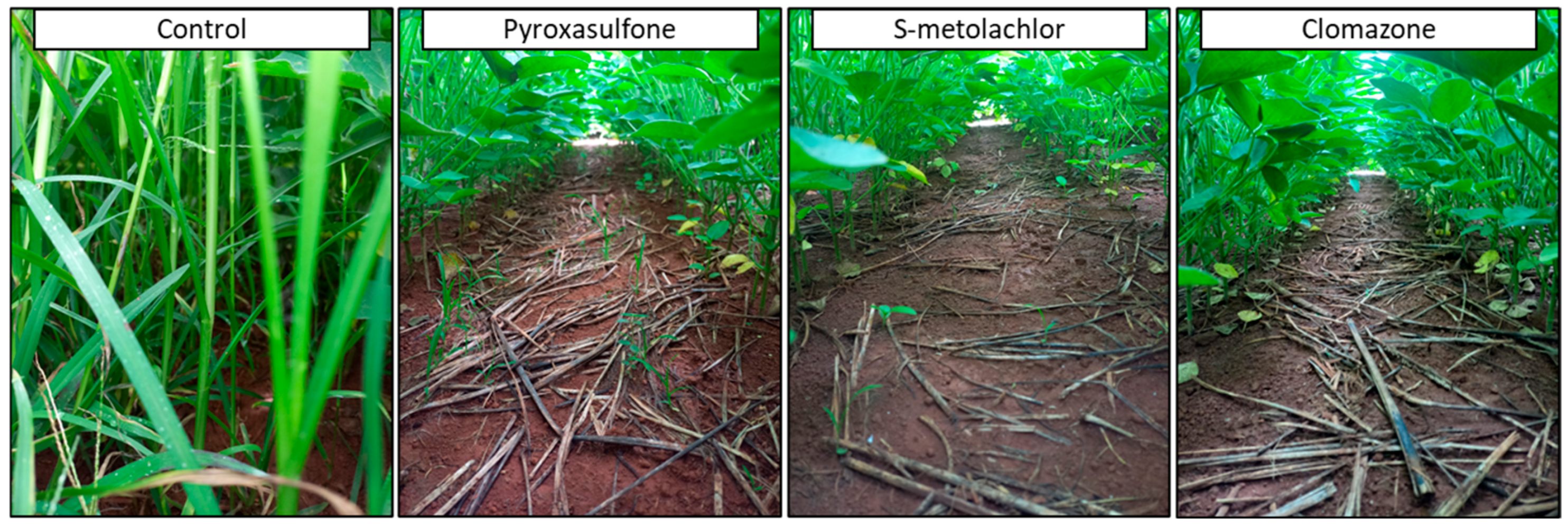 Agronomy 15 01759 g003