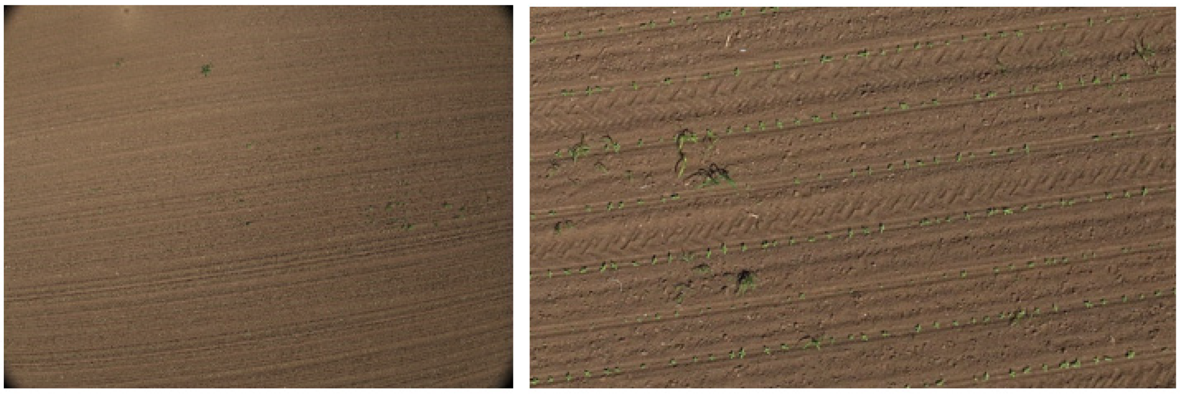 Agronomy 15 01762 g005