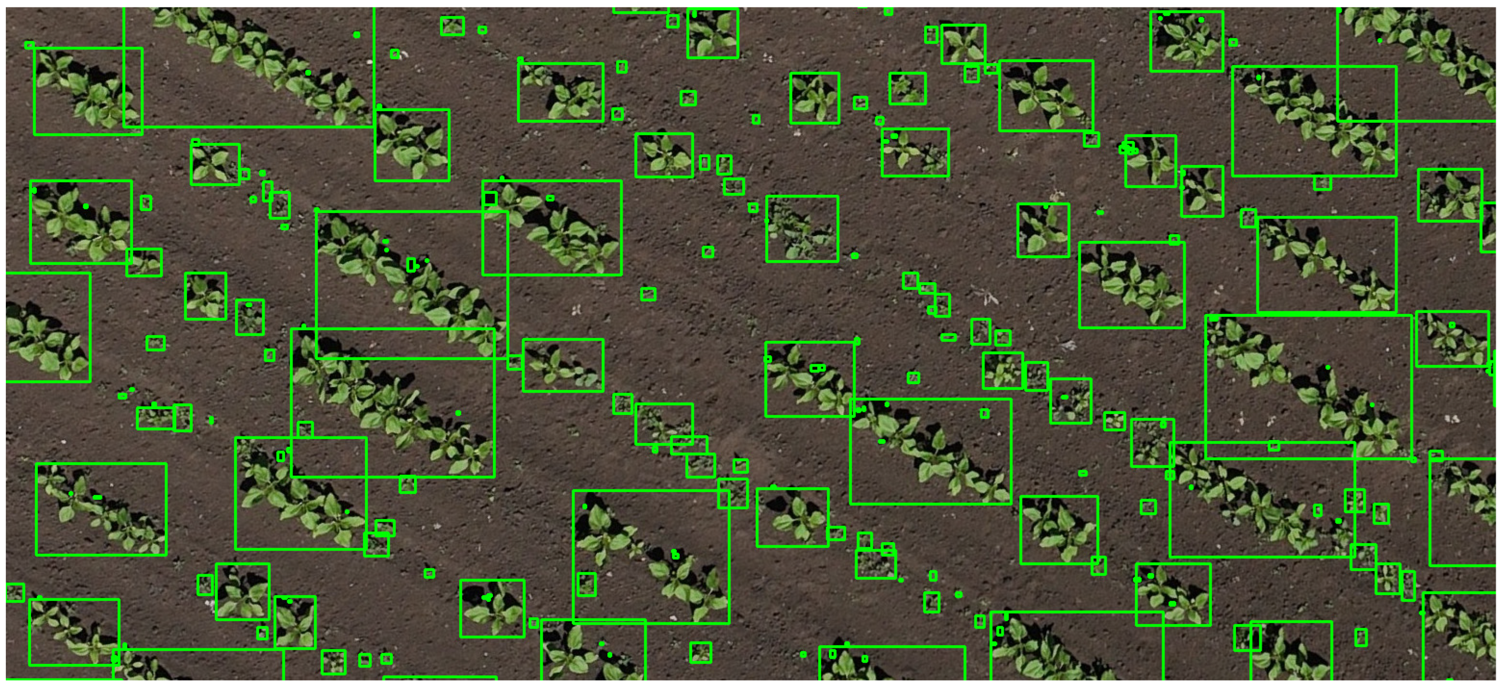 Agronomy 15 01762 g008