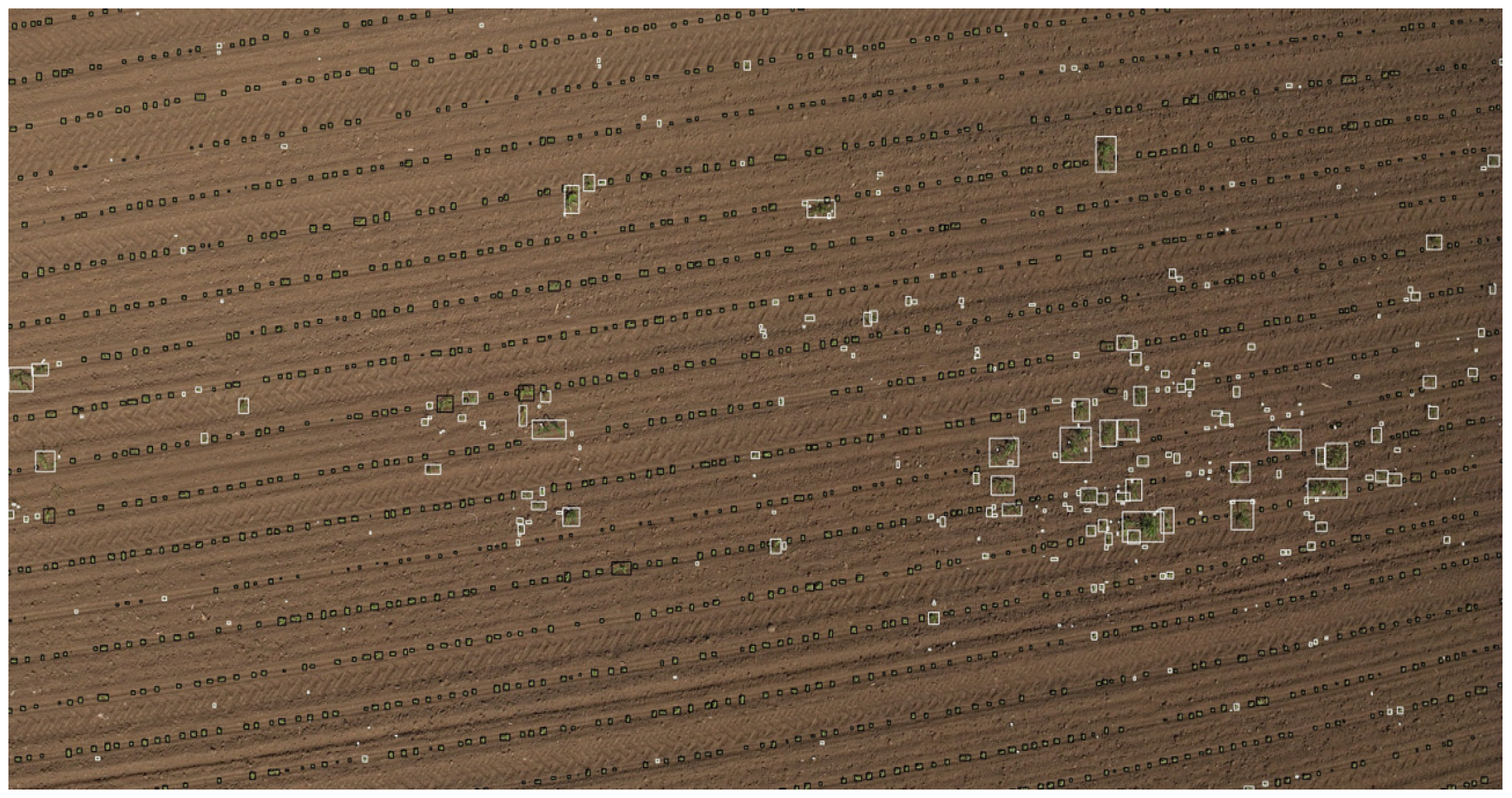 Agronomy 15 01762 g011