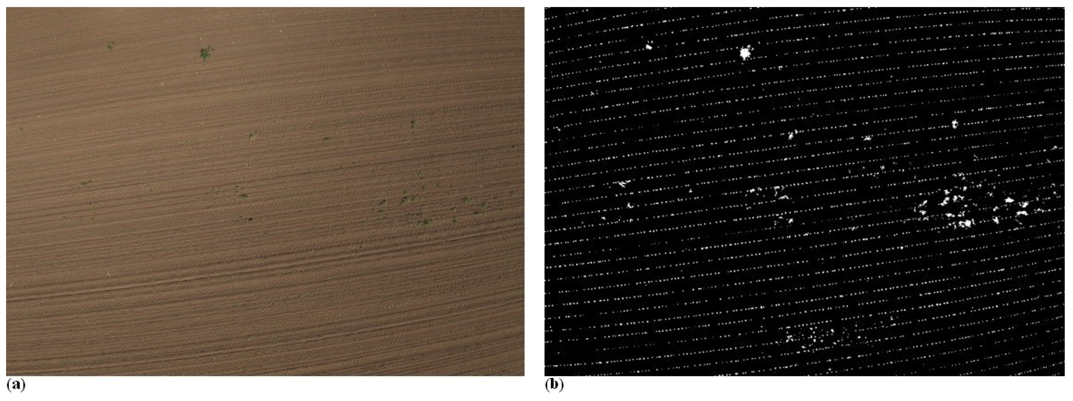 Agronomy 15 01762 g012