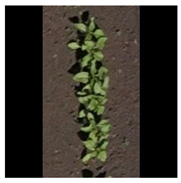 Agronomy 15 01762 i001