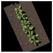 Agronomy 15 01762 i002