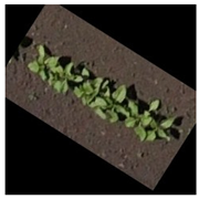 Agronomy 15 01762 i003