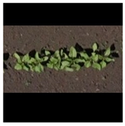 Agronomy 15 01762 i004