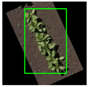 Agronomy 15 01762 i006