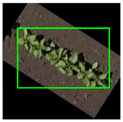 Agronomy 15 01762 i007