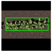 Agronomy 15 01762 i008