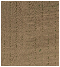 Agronomy 15 01762 i011