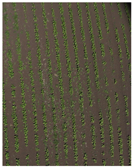 Agronomy 15 01762 i018