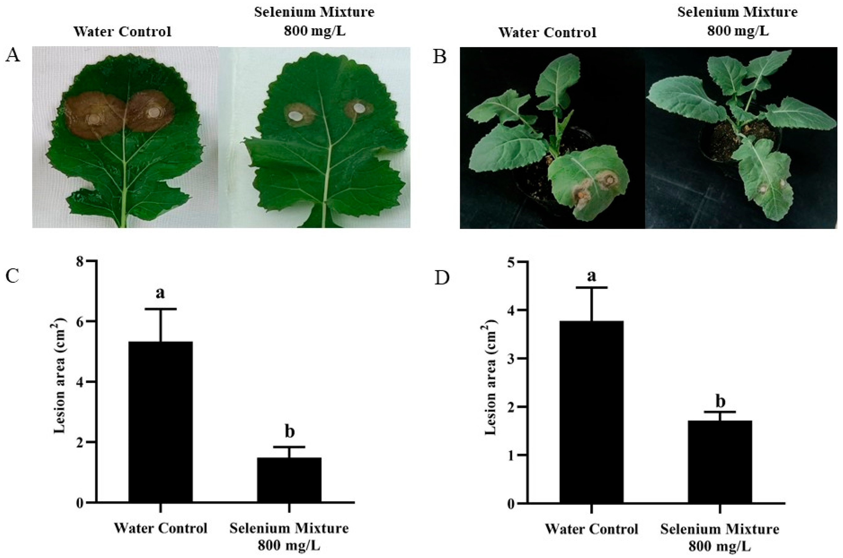 Agronomy 15 01764 g009