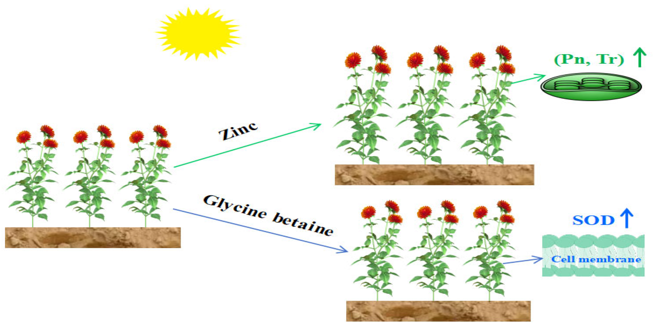 Agronomy 15 01770 g006