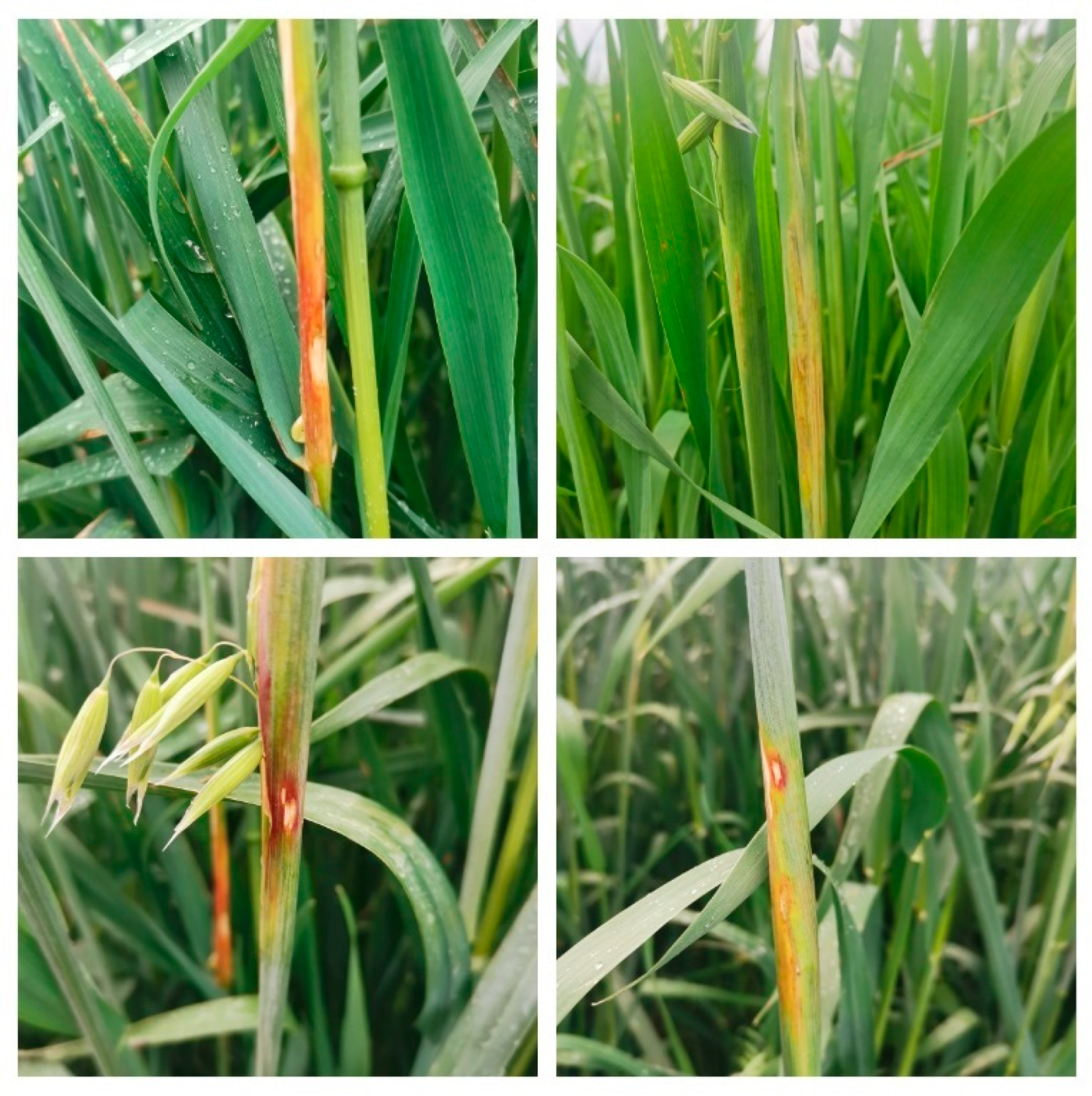 Agronomy 15 01776 g003