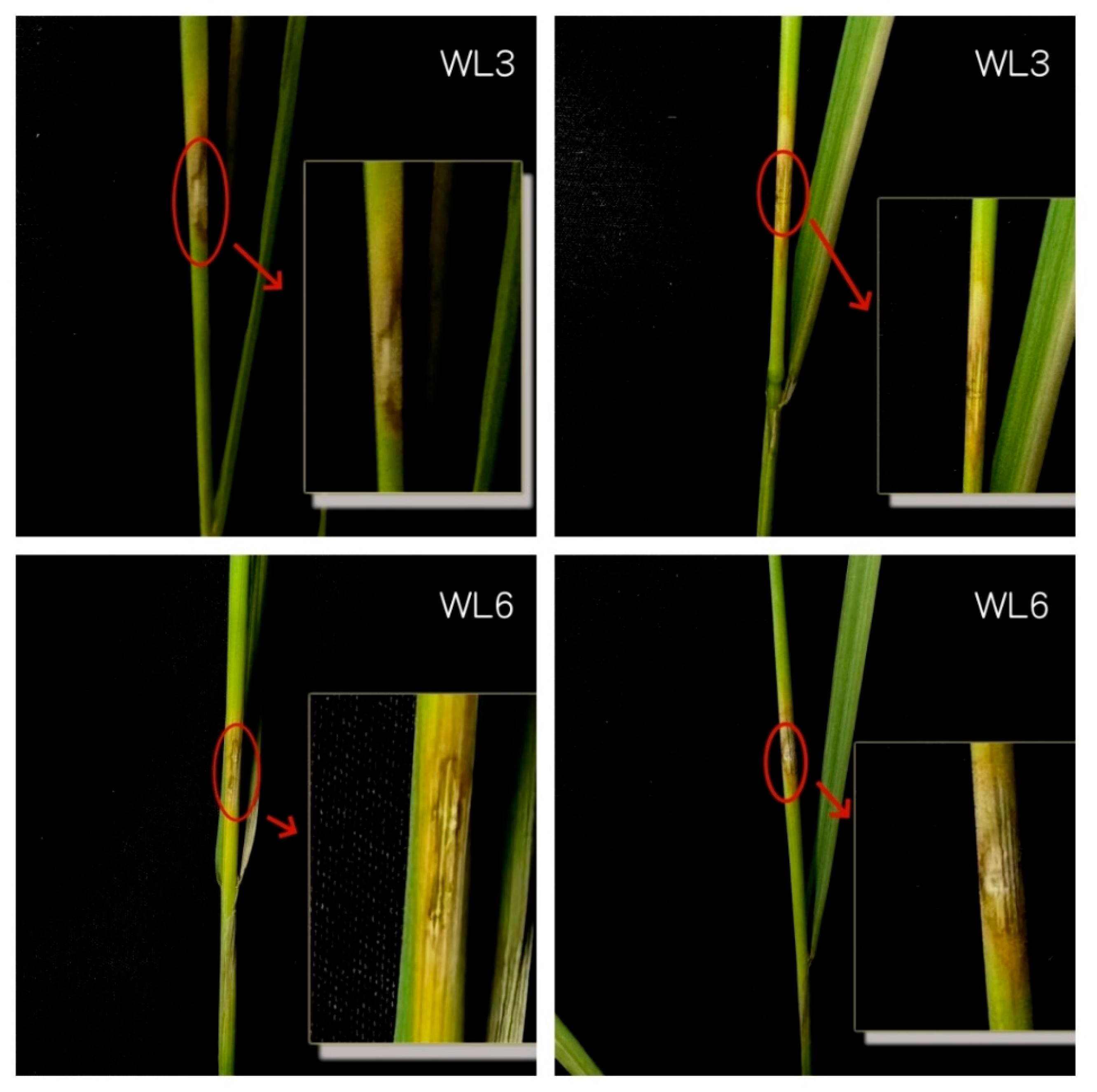 Agronomy 15 01776 g005
