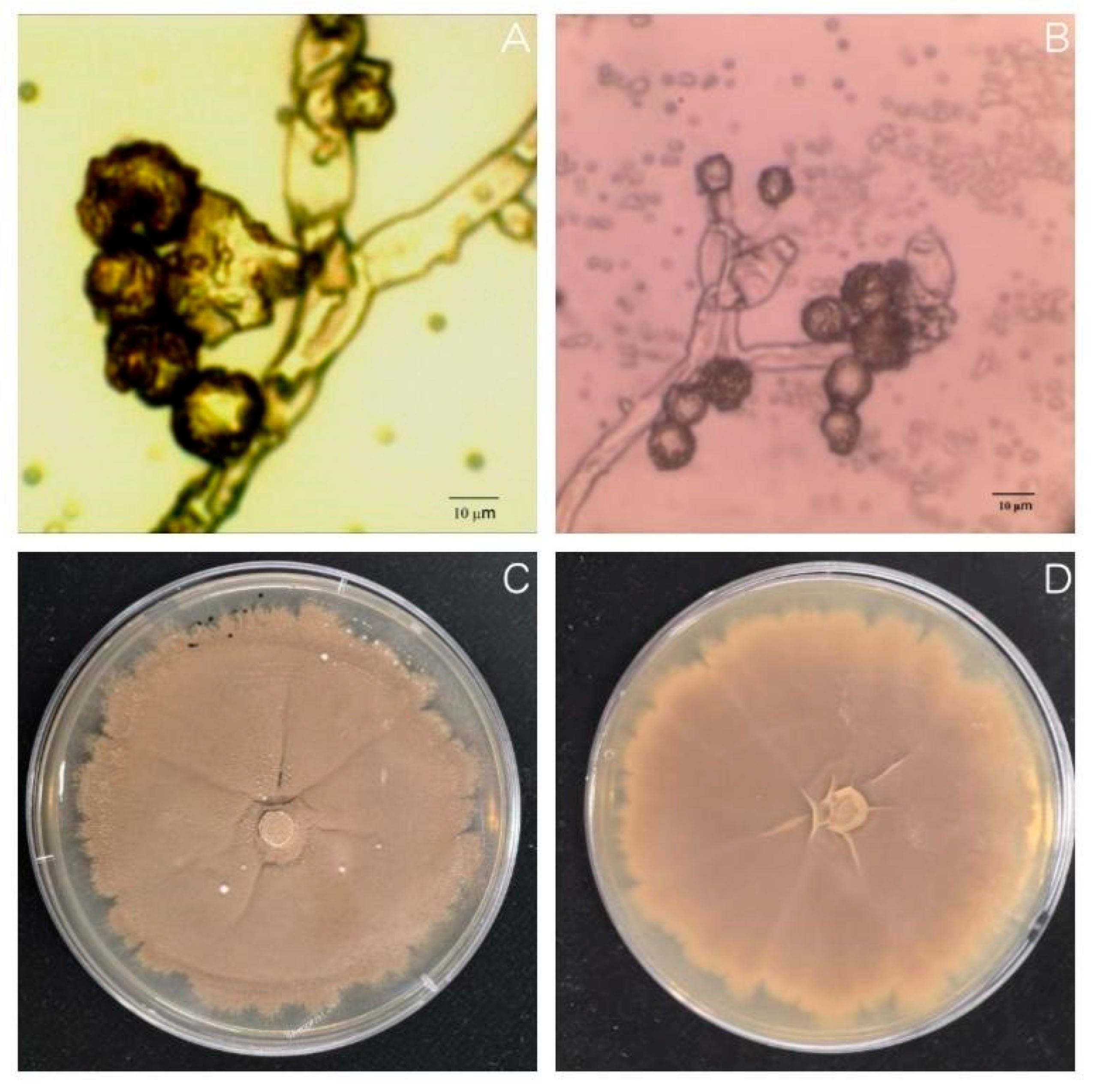 Agronomy 15 01776 g006