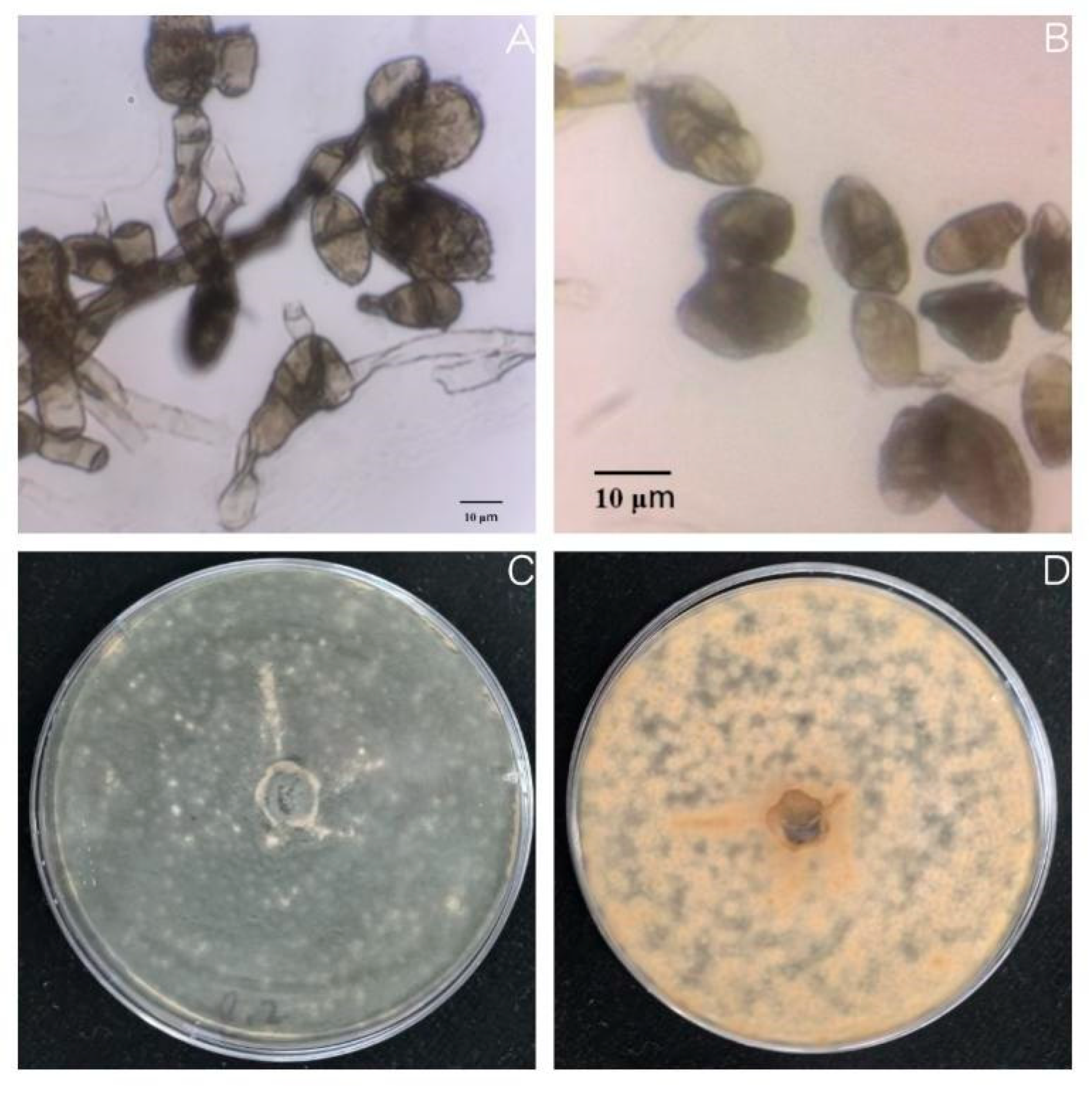 Agronomy 15 01776 g007