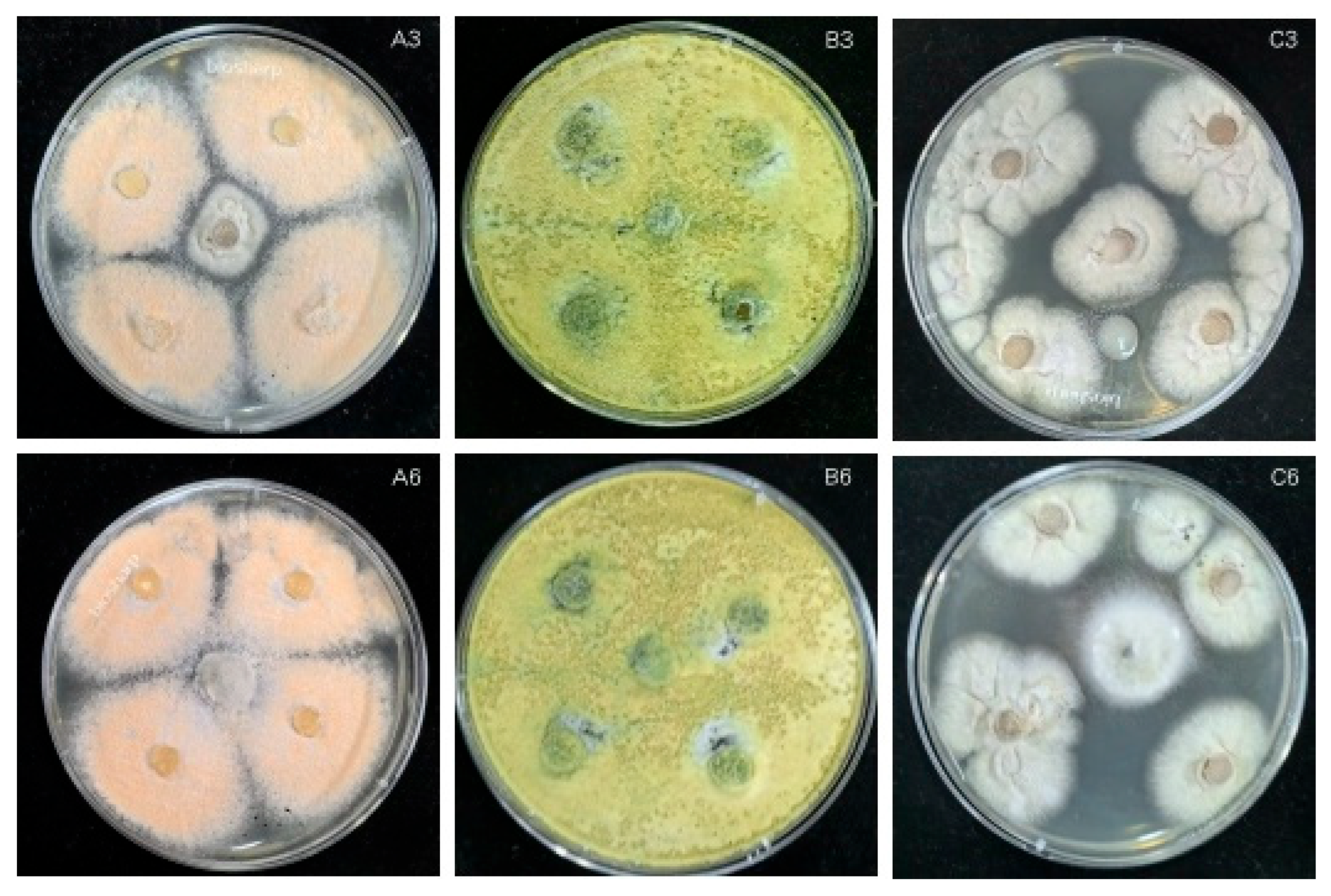 Agronomy 15 01776 g009