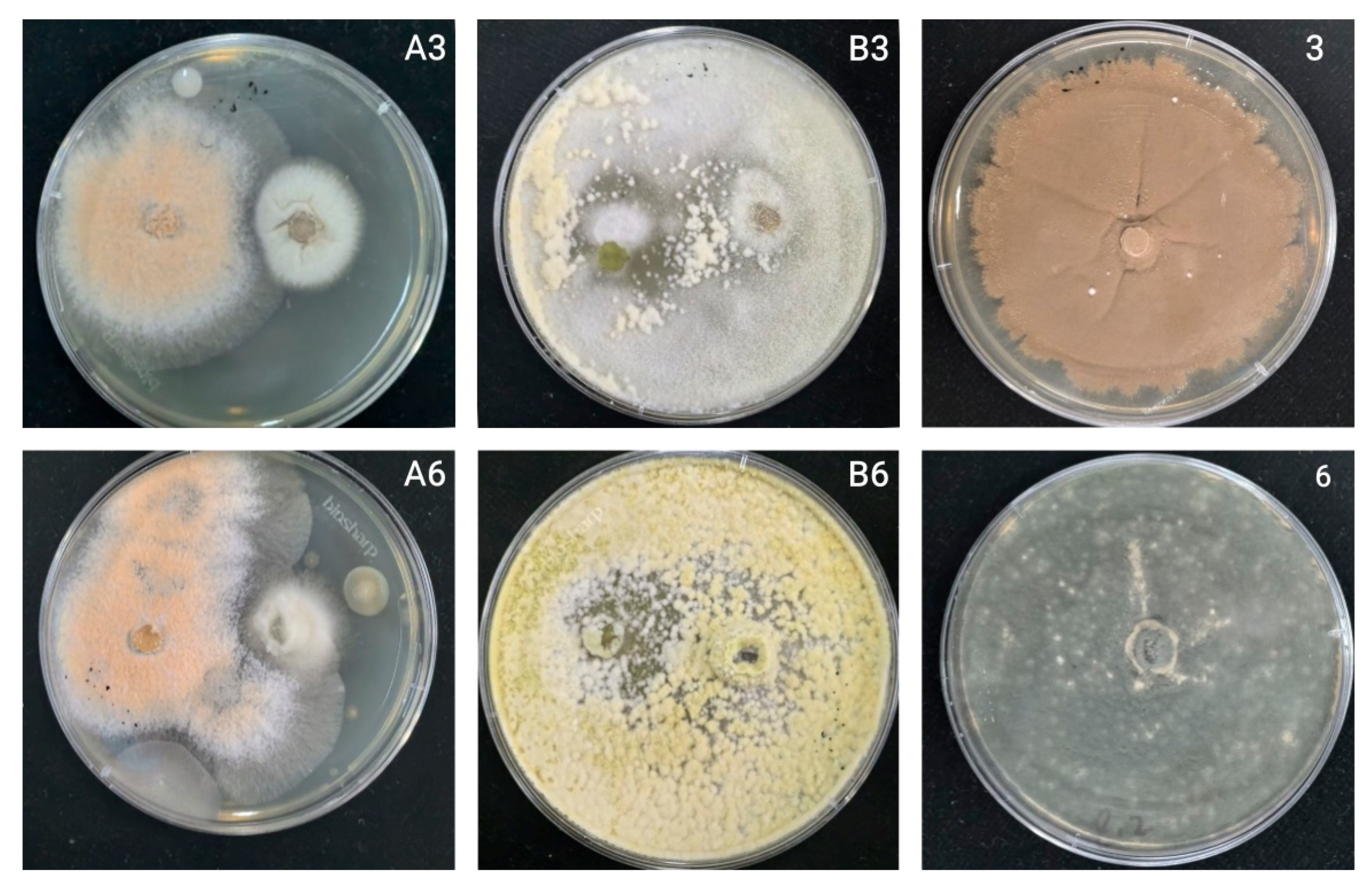 Agronomy 15 01776 g010